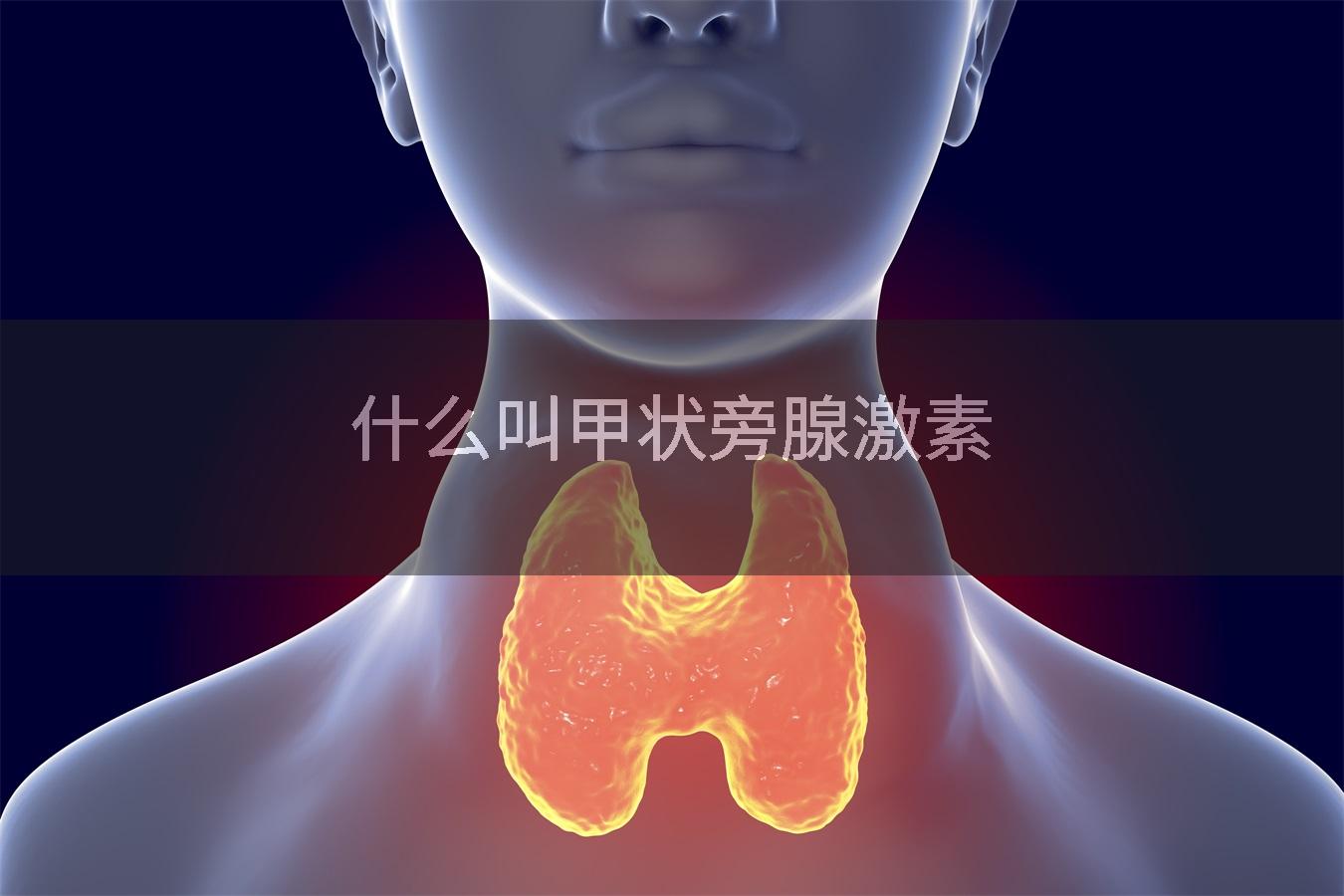 什么叫甲状旁腺激素