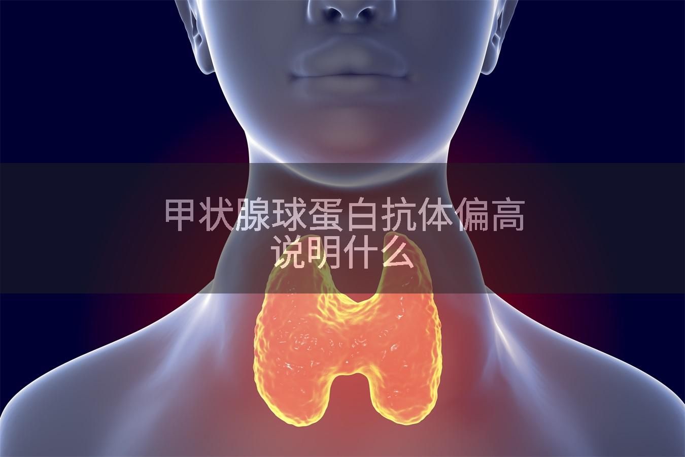 甲状腺球蛋白抗体偏高说明什么