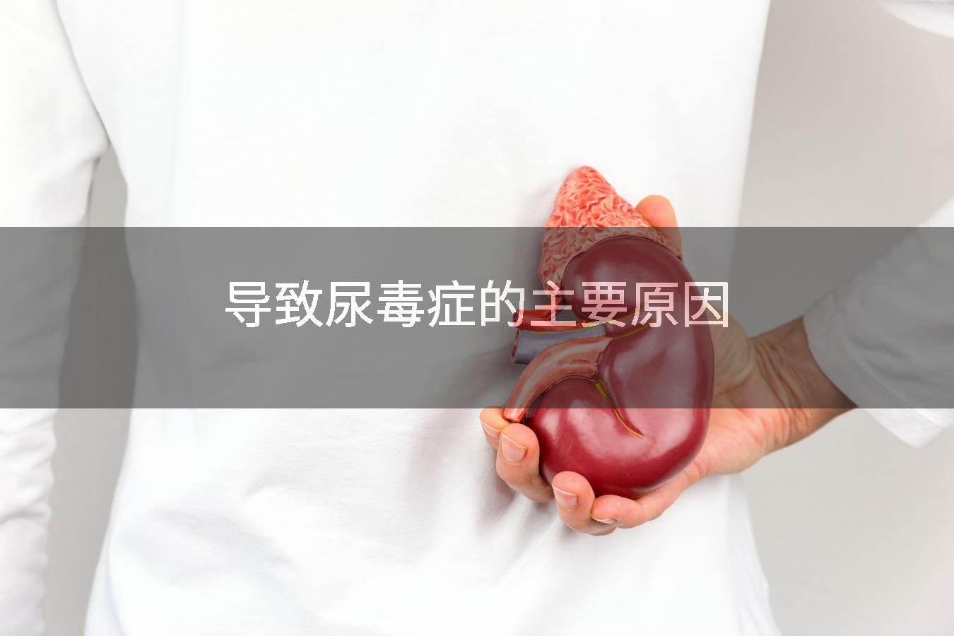 导致尿毒症的主要原因