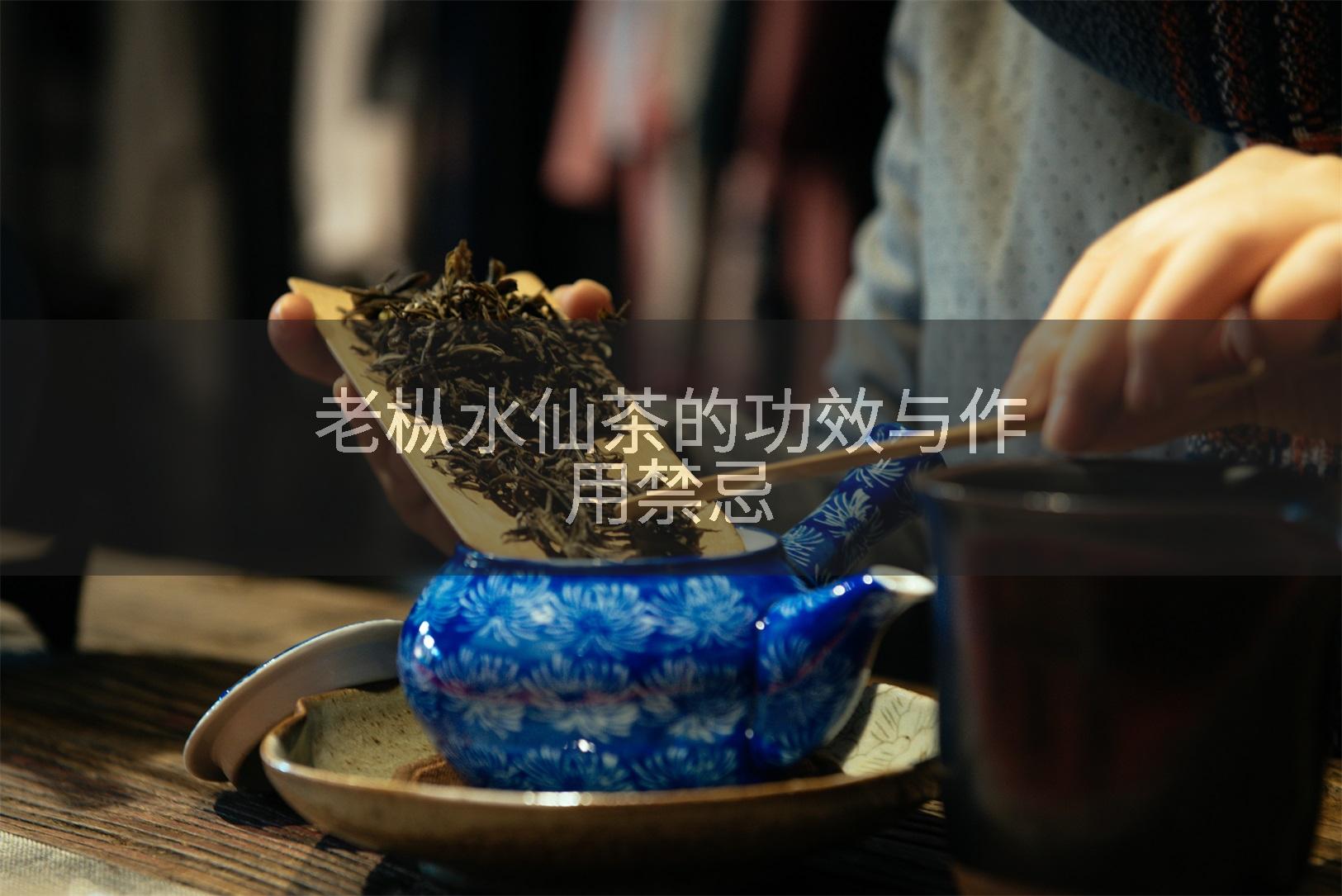 老枞水仙茶的功效与作用禁忌