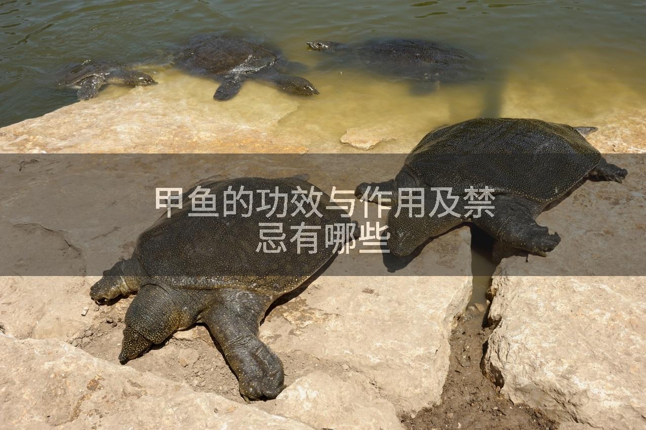 甲鱼的功效与作用及禁忌有哪些