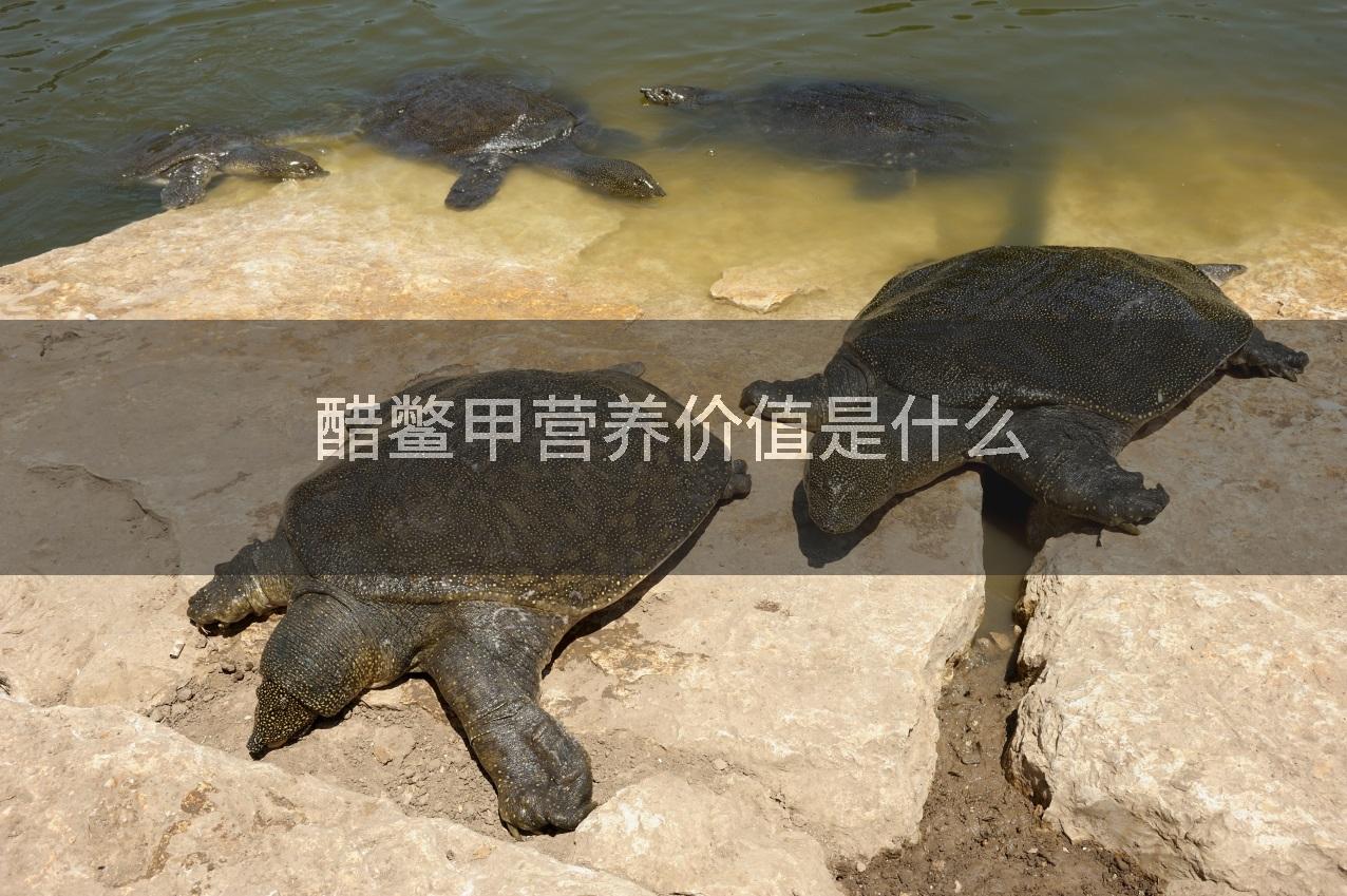 醋鳖甲营养价值是什么