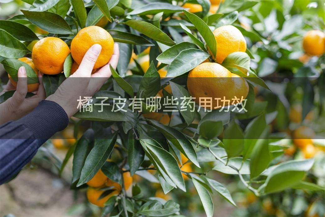 橘子皮有哪些药用功效