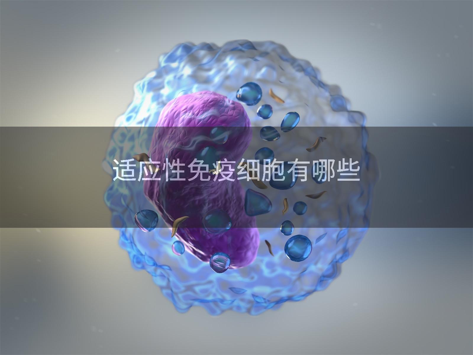 适应性免疫细胞有哪些