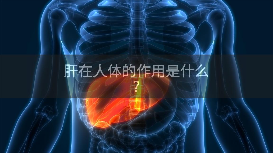 肝在人体的作用是什么?