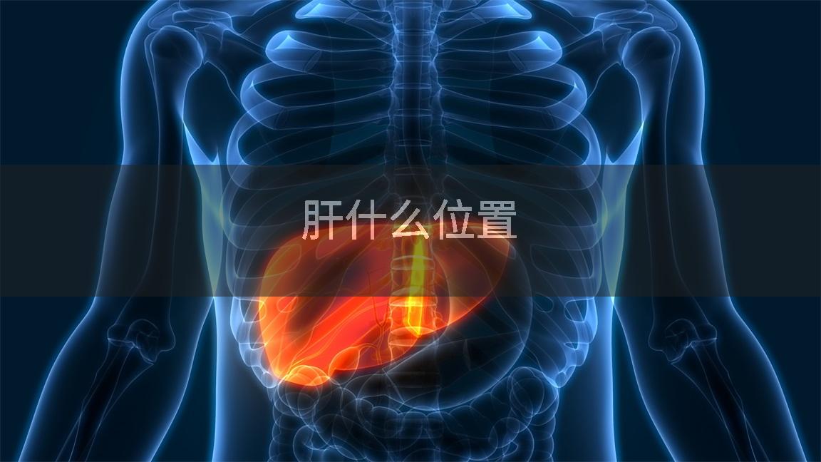 肝什么位置