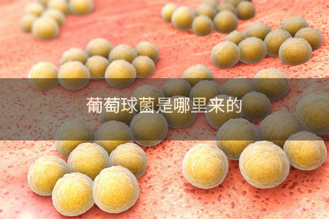 葡萄球菌是哪里来的