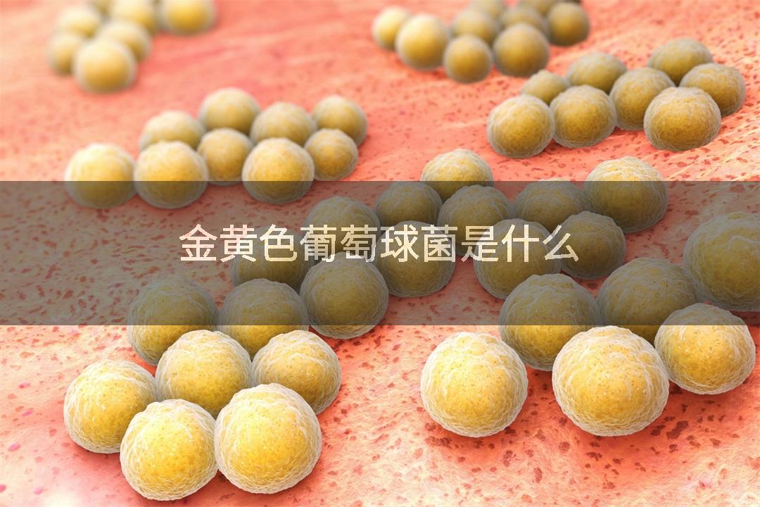 金黄色葡萄球菌是什么