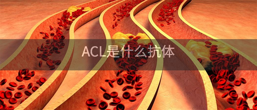 ACL是什么抗体