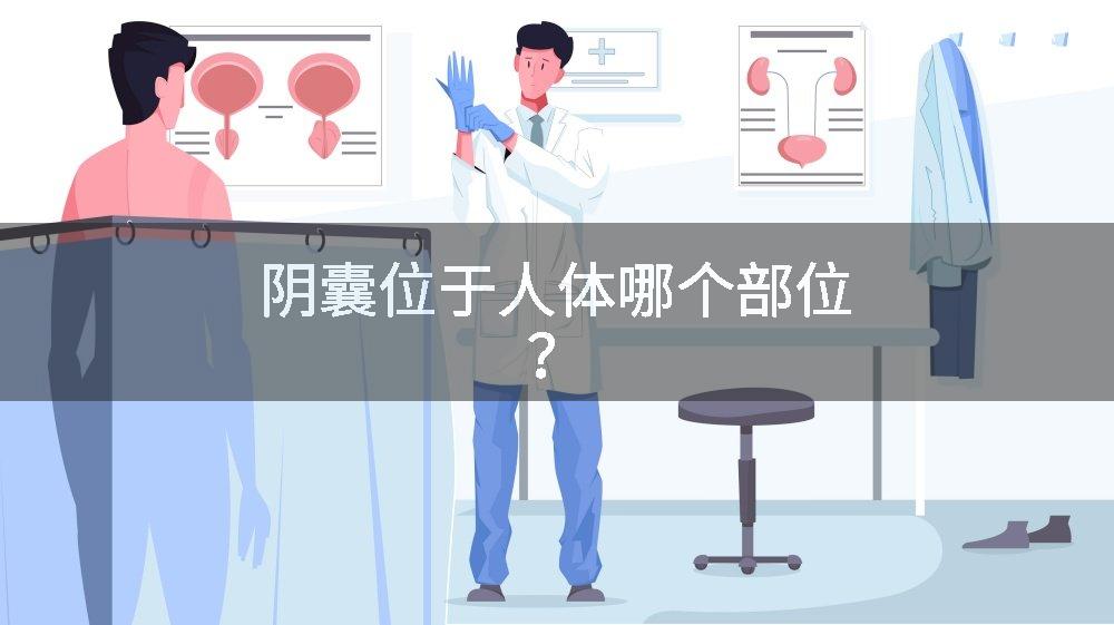阴囊位于人体哪个部位？