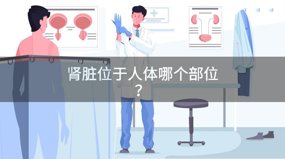肾脏位于人体哪个部位？