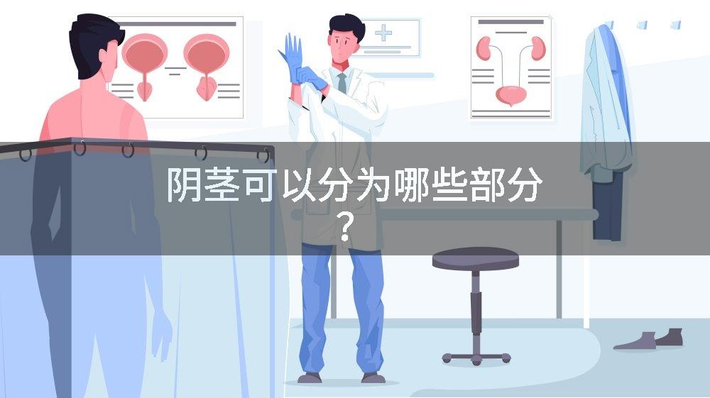 阴茎可以分为哪些部分？