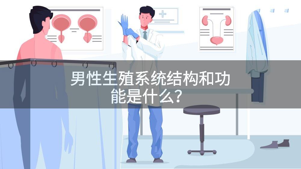 男性生殖系统结构和功能是什么?