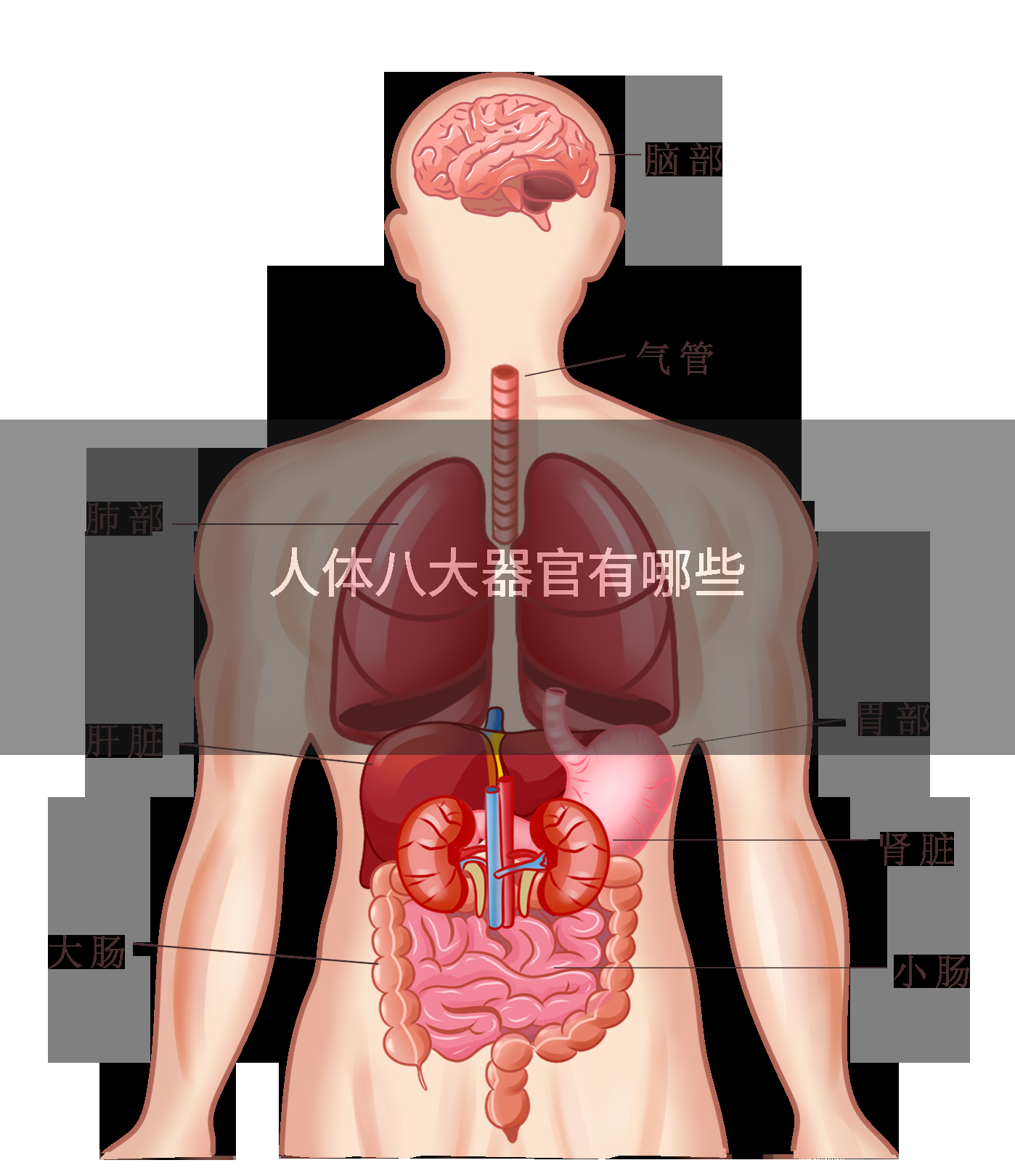 人体八大器官有哪些