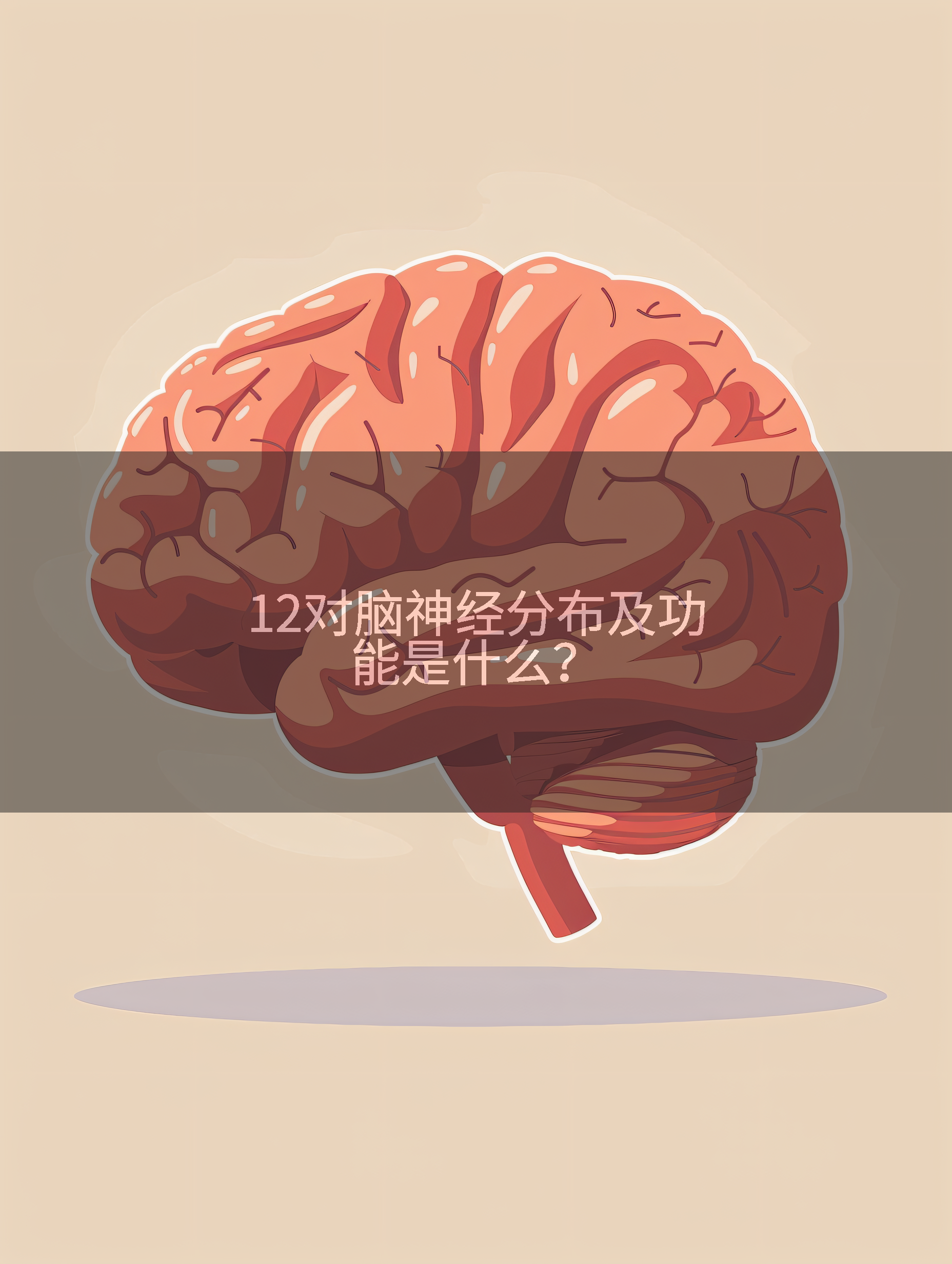 12对脑神经分布及功能是什么？