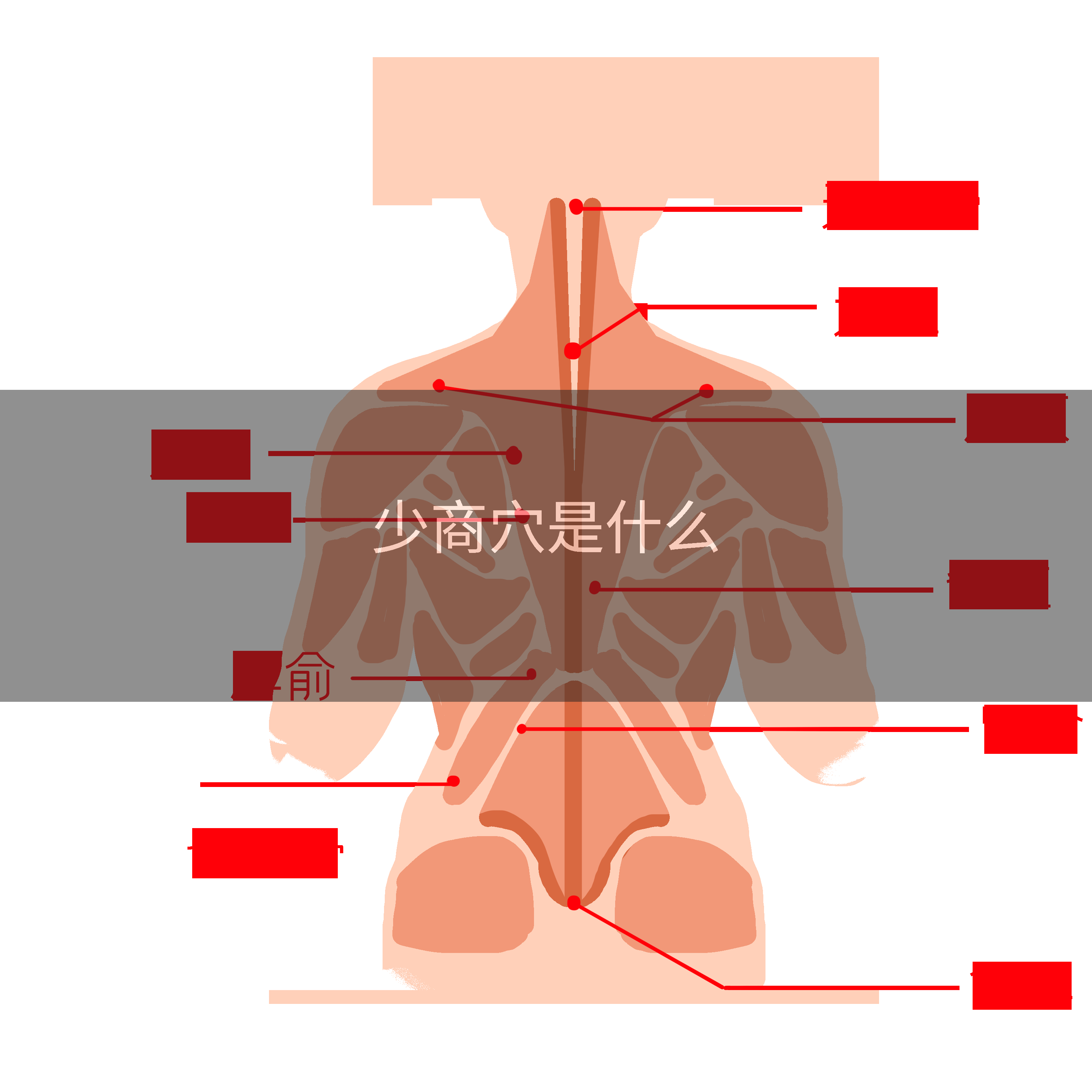 少商穴是什么