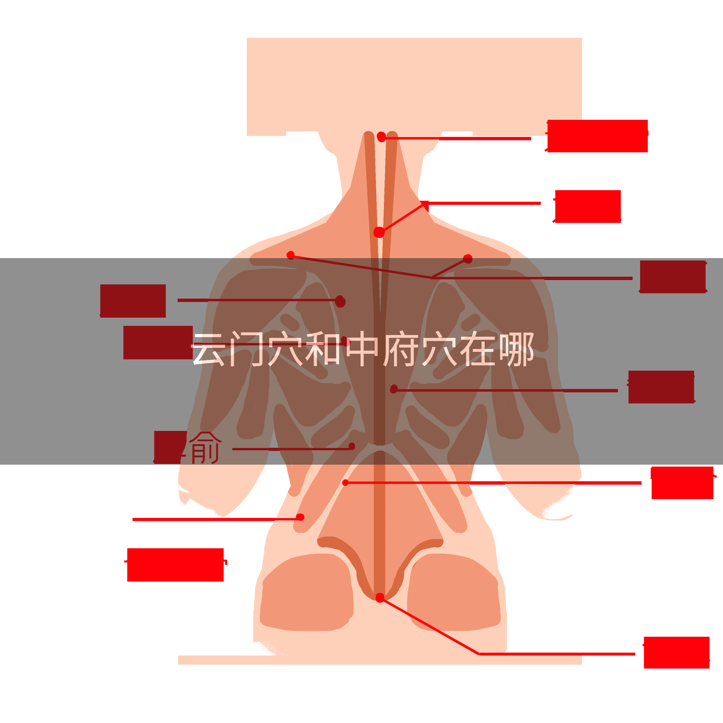 云门穴和中府穴在哪