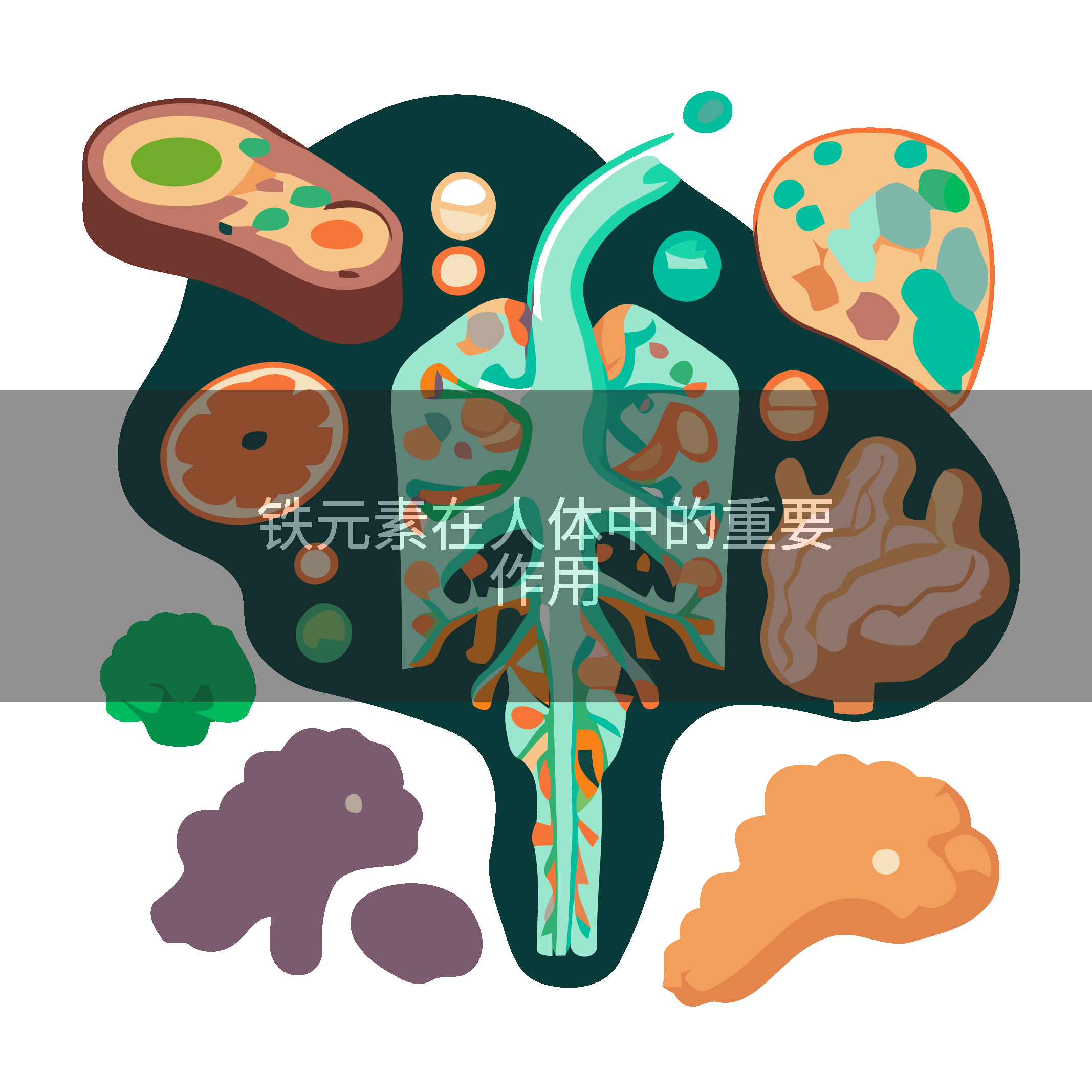 铁元素在人体中的重要作用