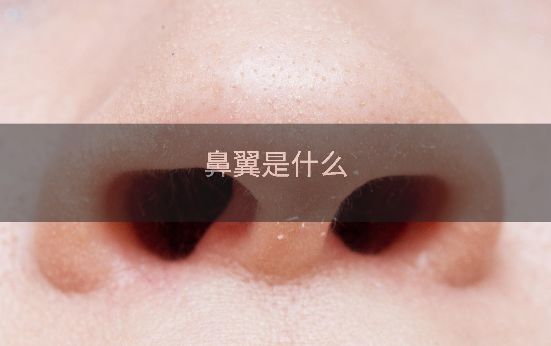 鼻翼是什么