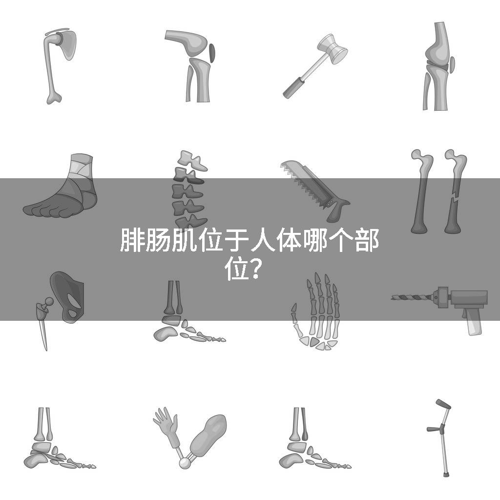 腓肠肌位于人体哪个部位？