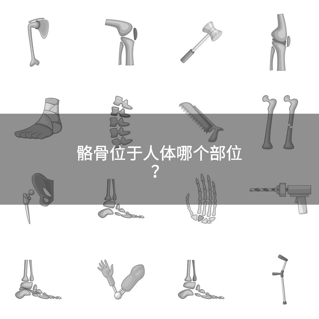 骼骨位于人体哪个部位？