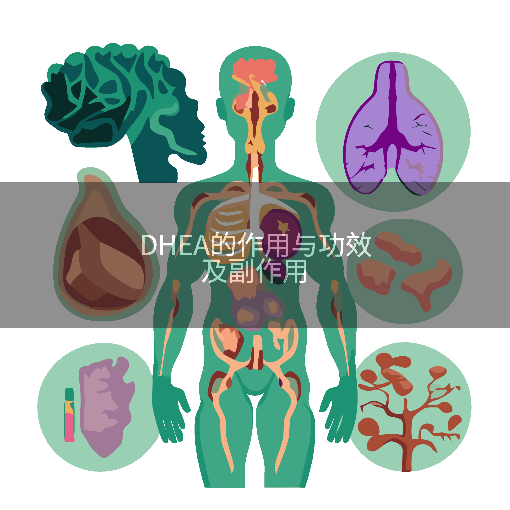 DHEA的作用与功效及副作用