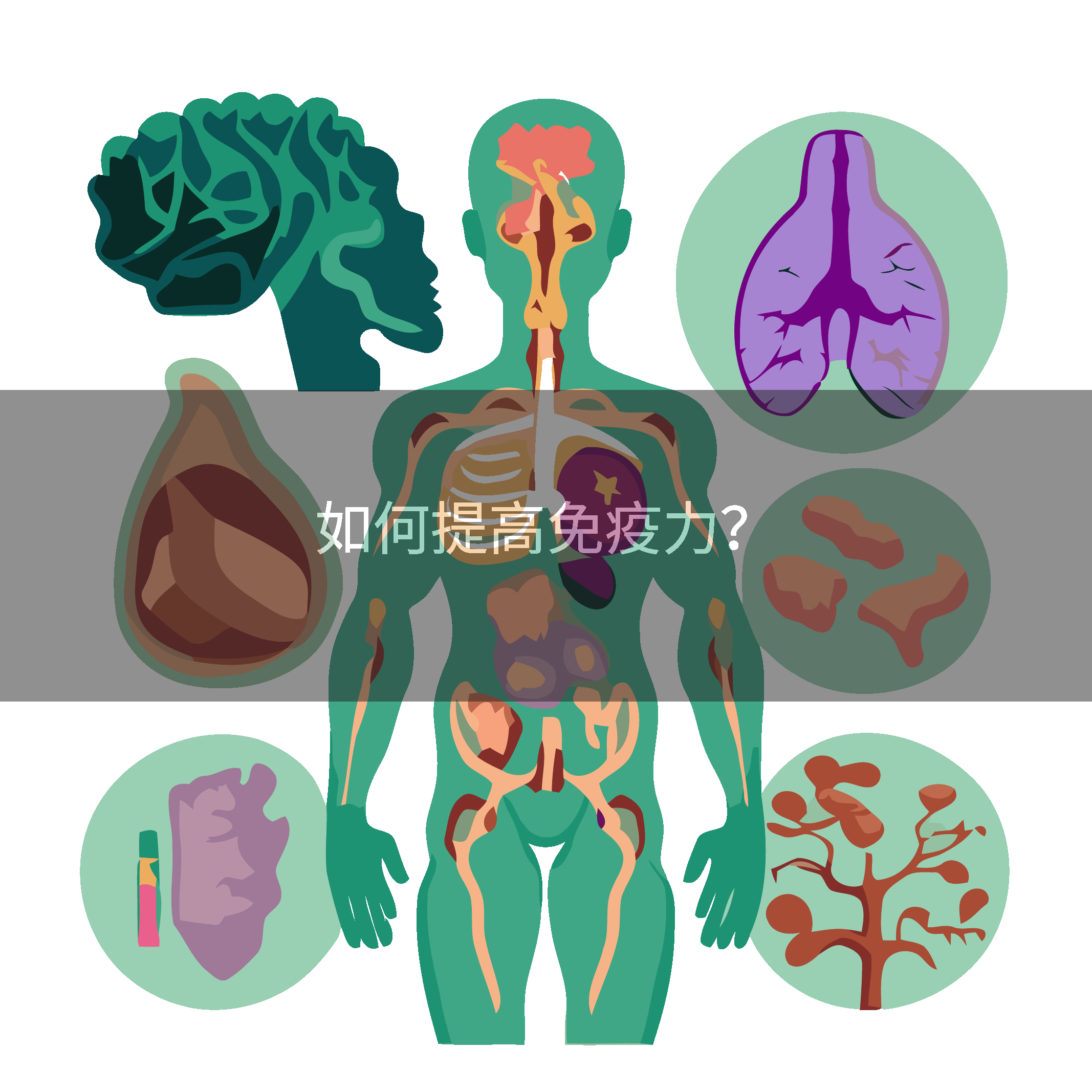 如何提高免疫力？