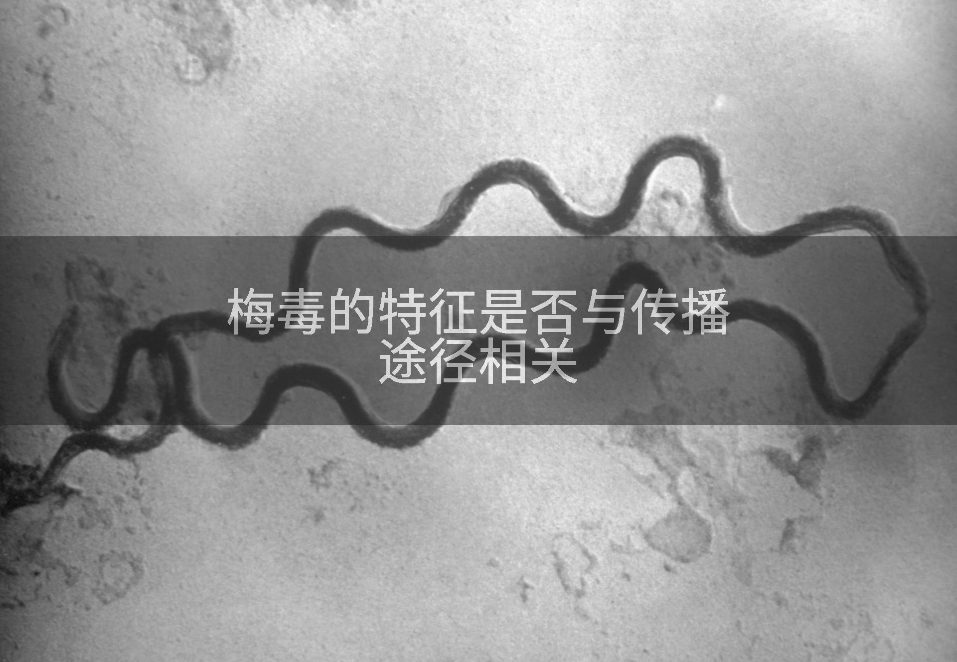 梅毒的特征是否与传播途径相关