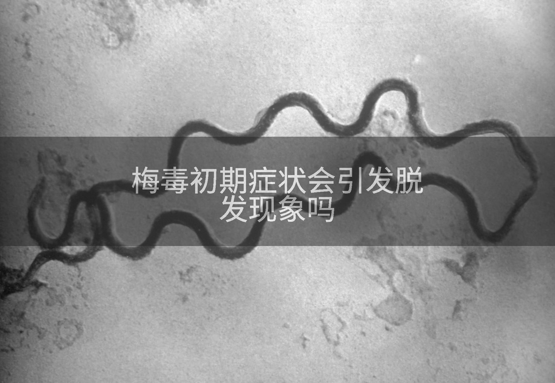 梅毒初期症状会引发脱发现象吗