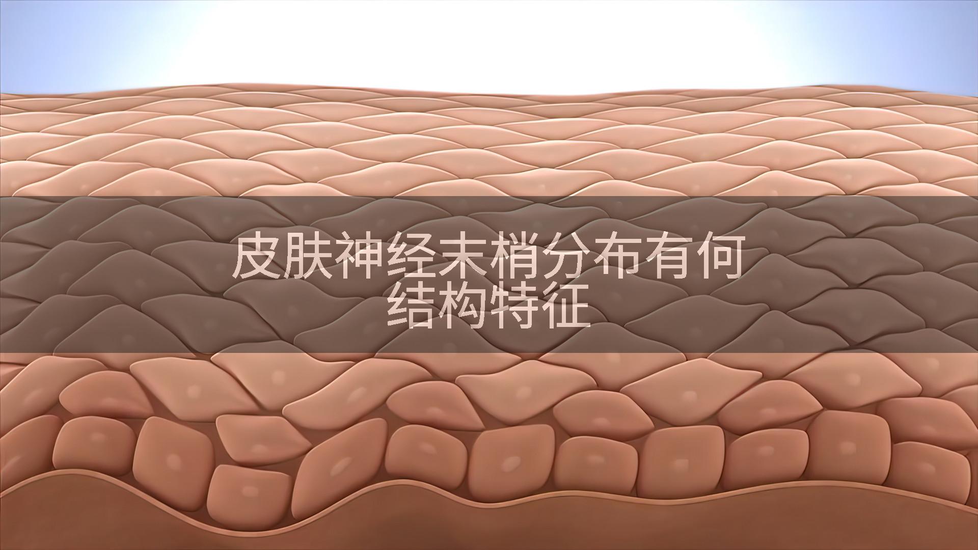 皮肤神经末梢分布有何结构特征