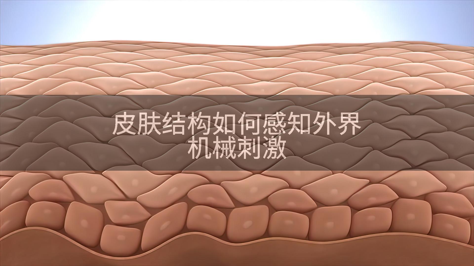 皮肤结构如何感知外界机械刺激