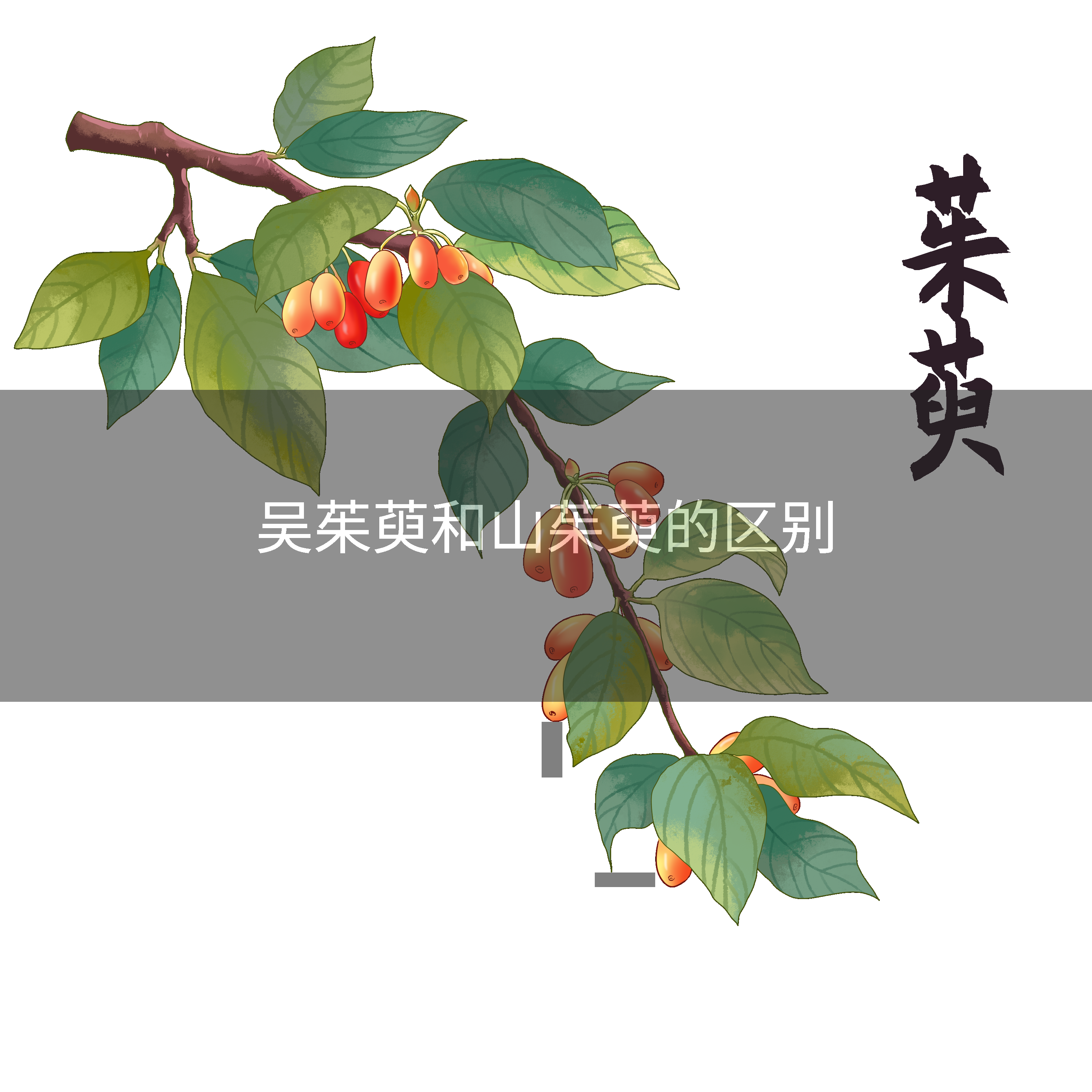 吴茱萸和山茱萸的区别