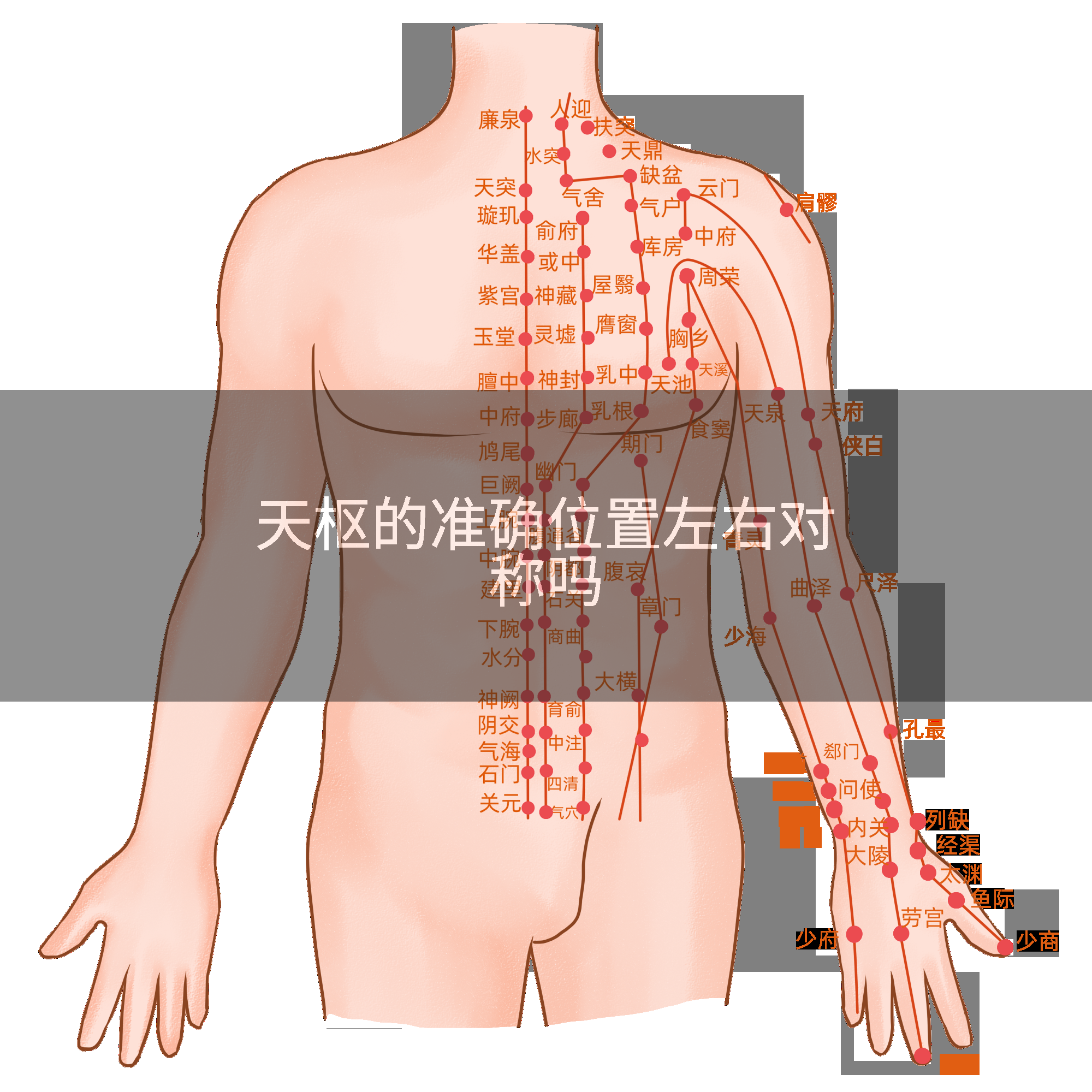 天枢的准确位置左右对称吗