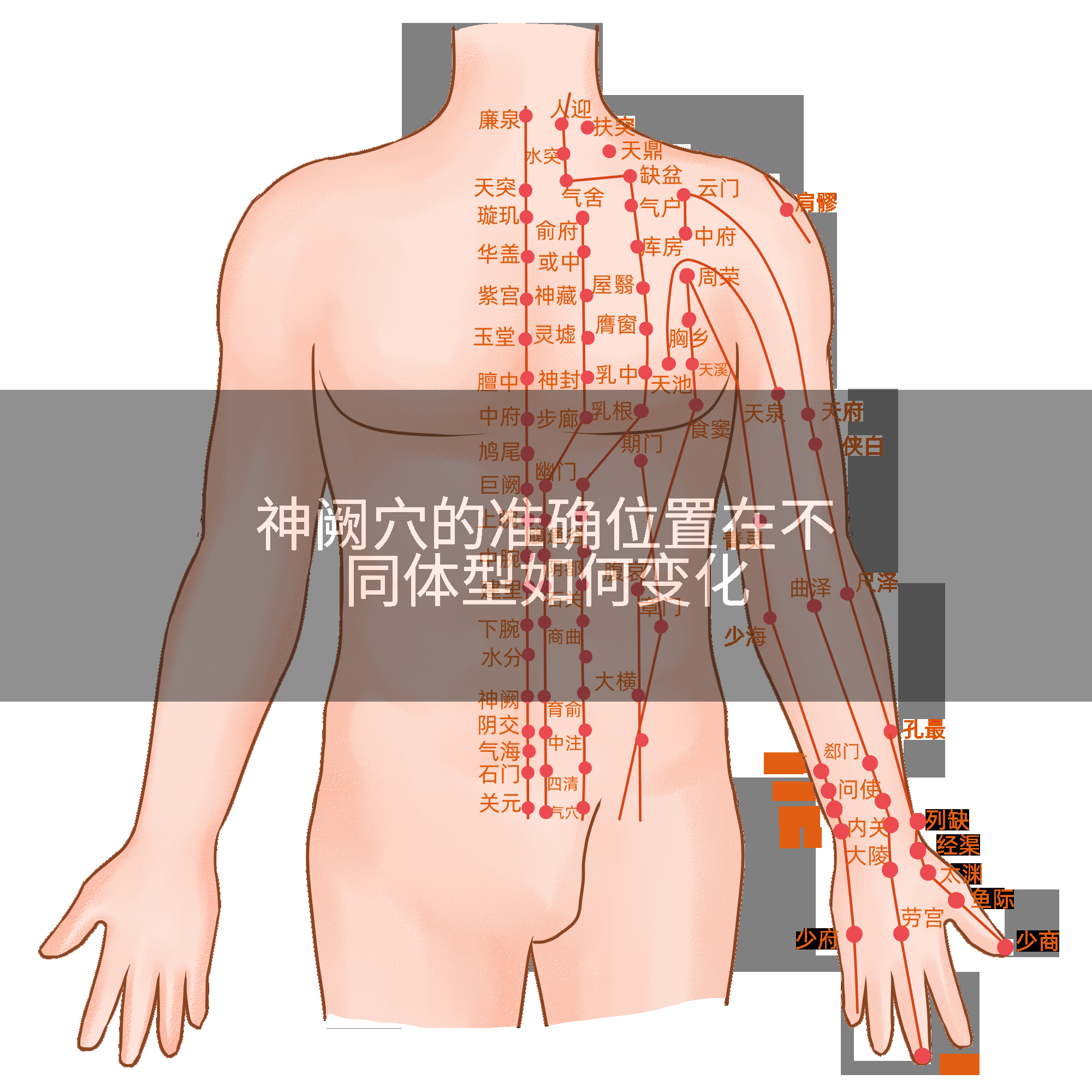 神阙穴的准确位置在不同体型如何变化