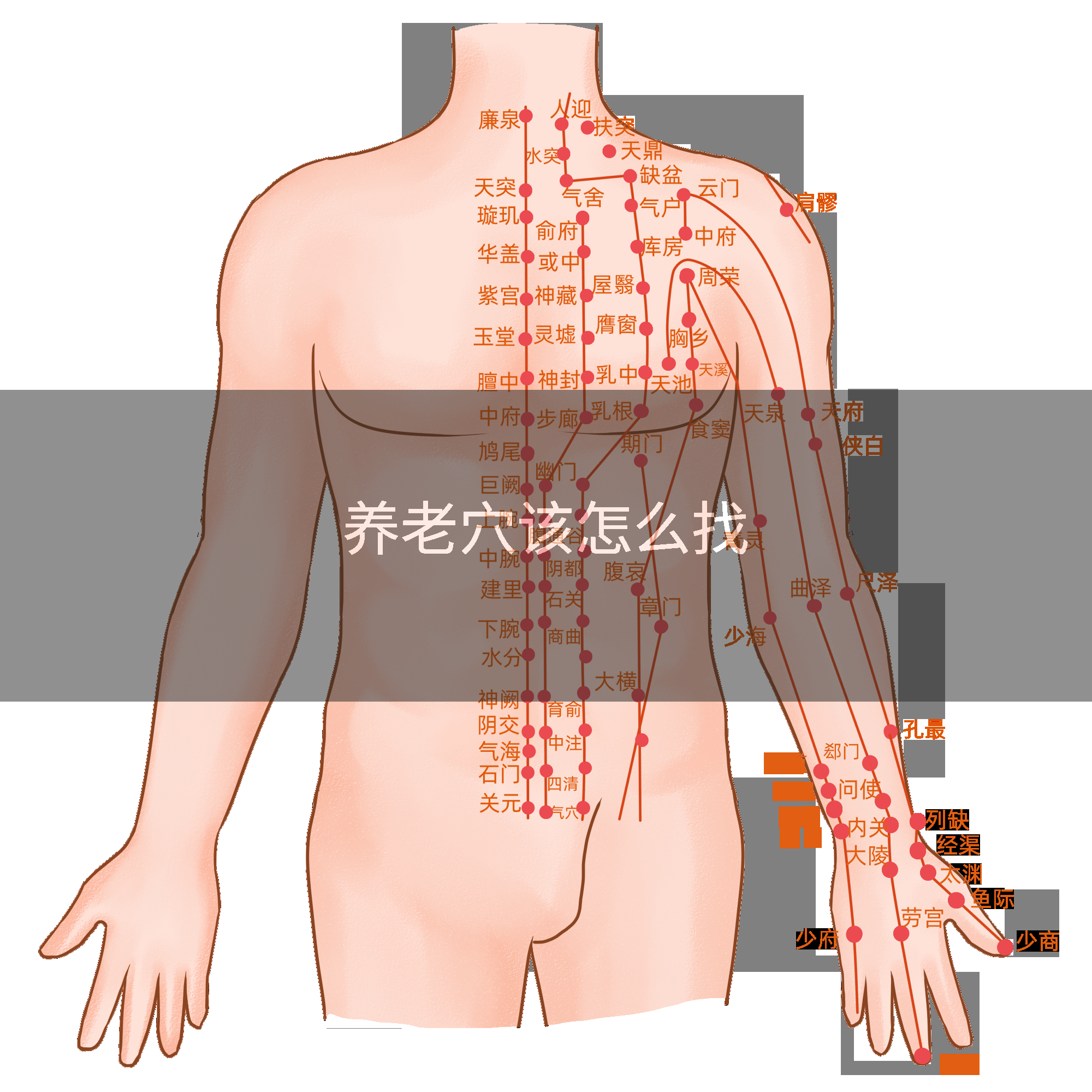 养老穴该怎么找