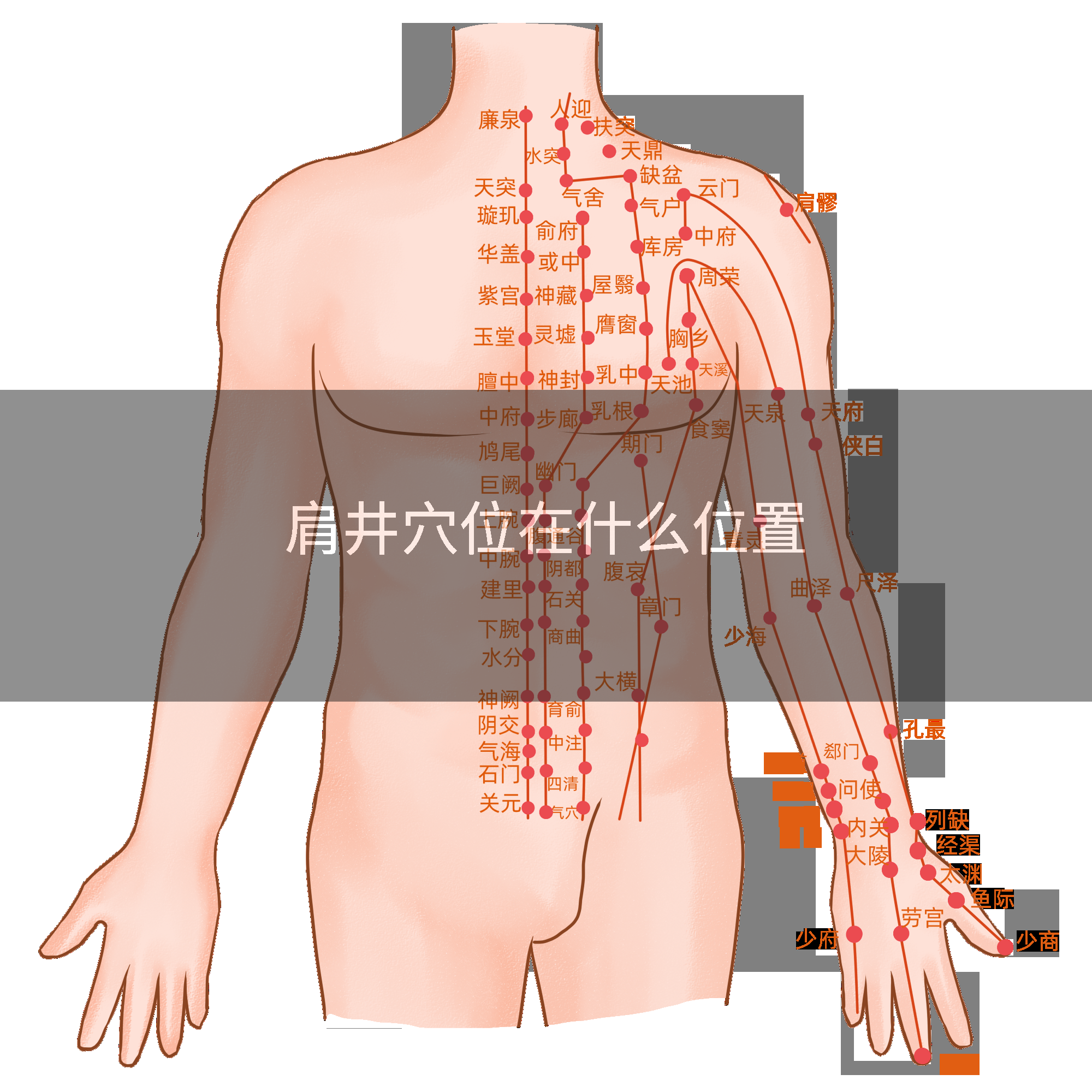 肩井穴位在什么位置