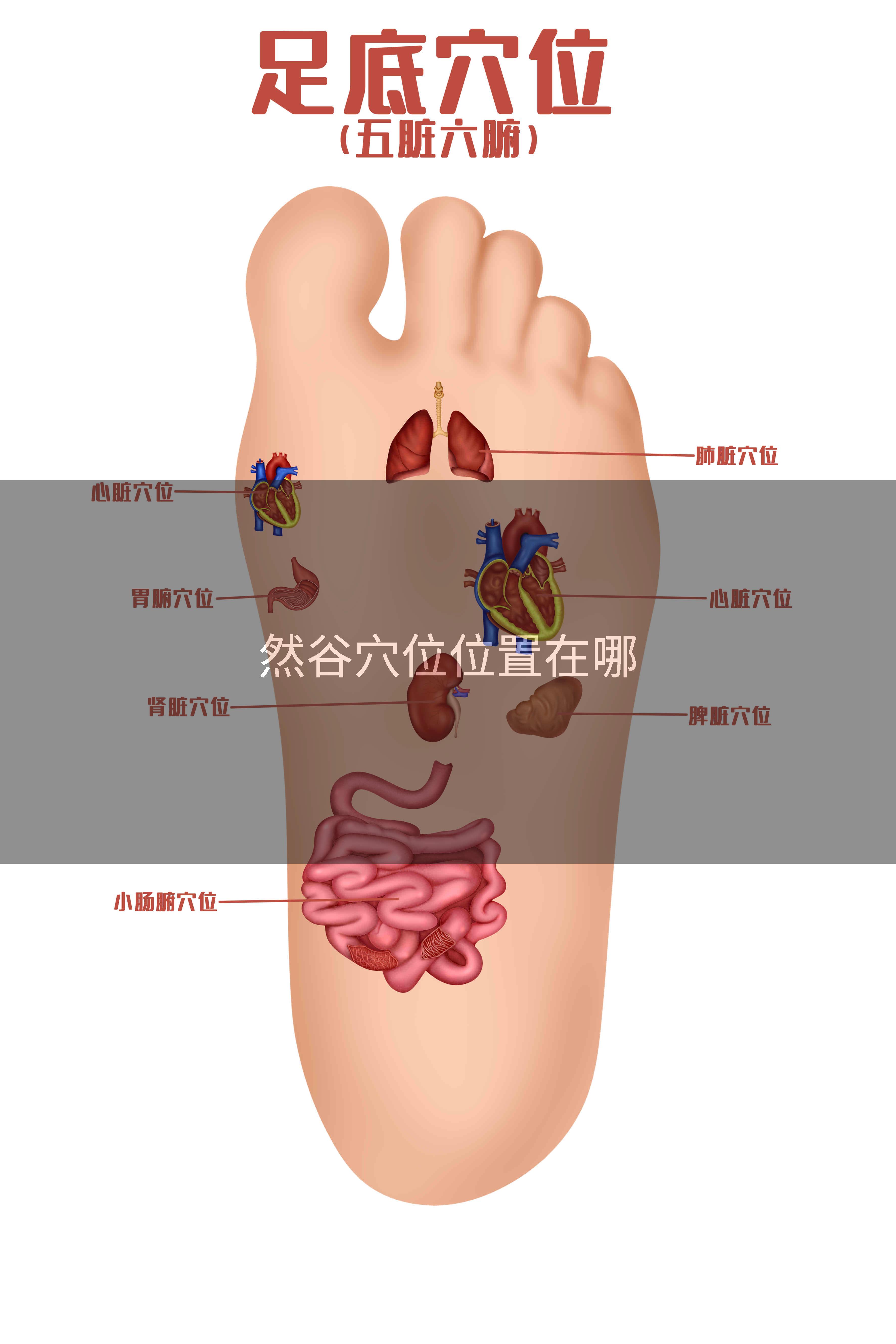 然谷穴位位置在哪