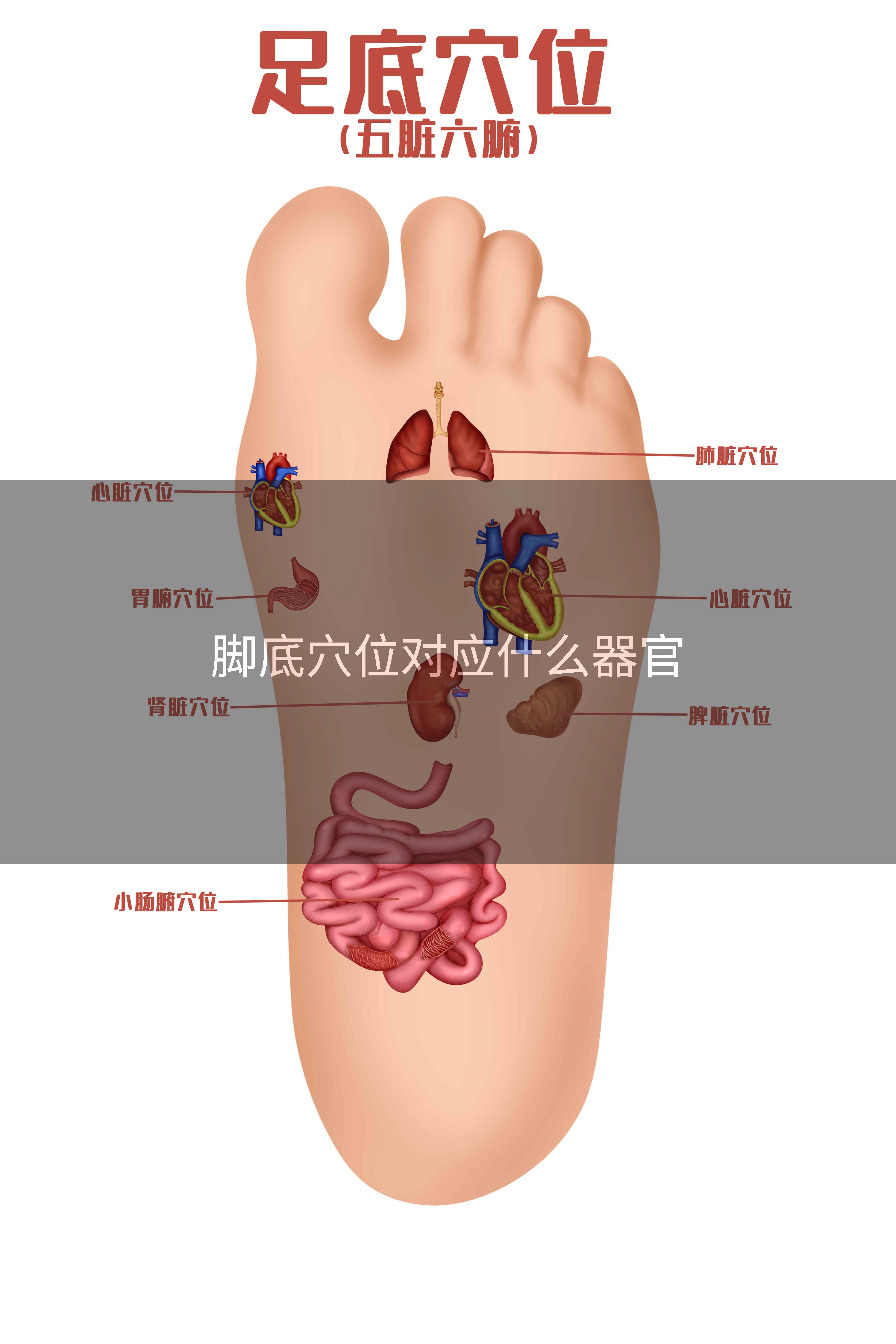 脚底穴位对应什么器官