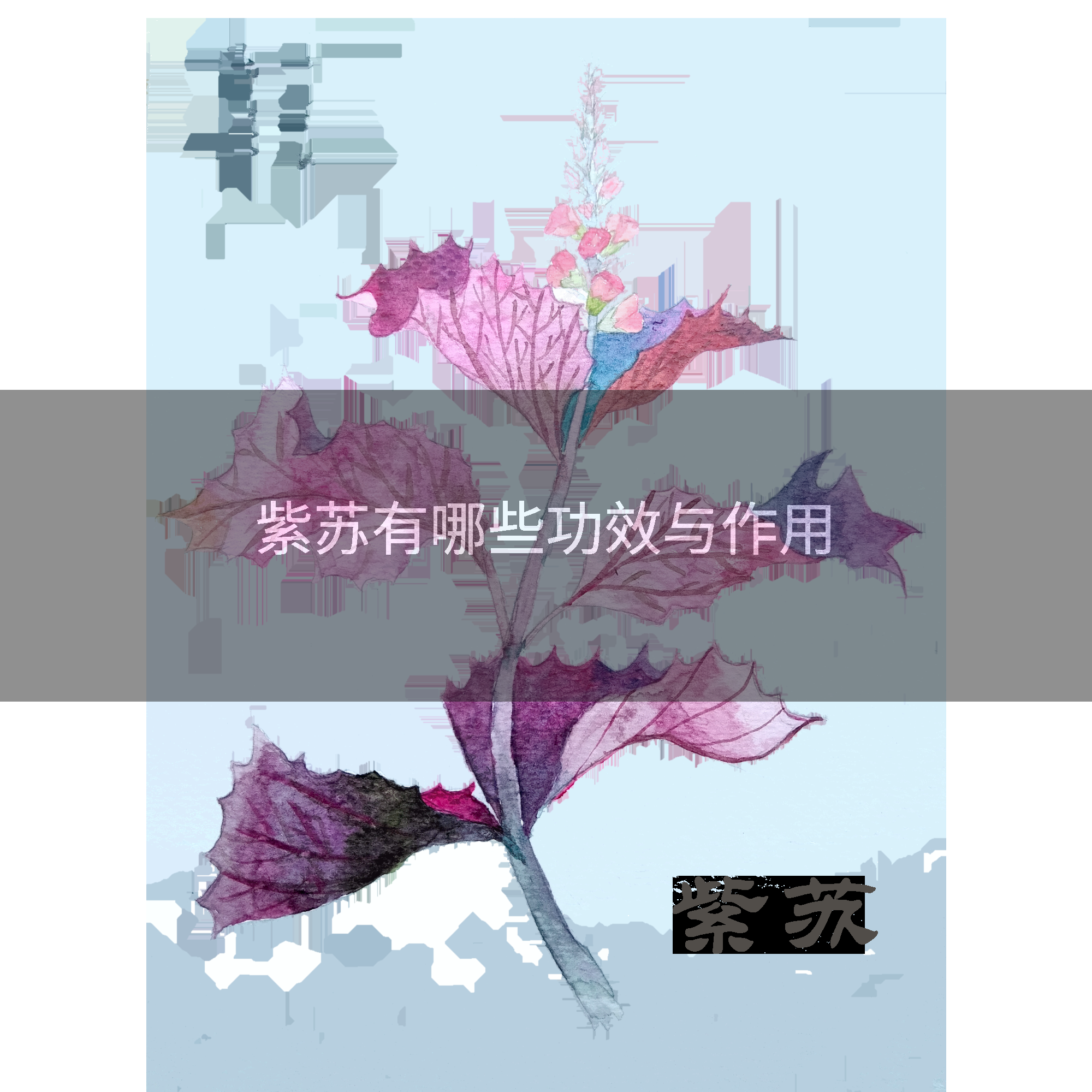紫苏有哪些功效与作用