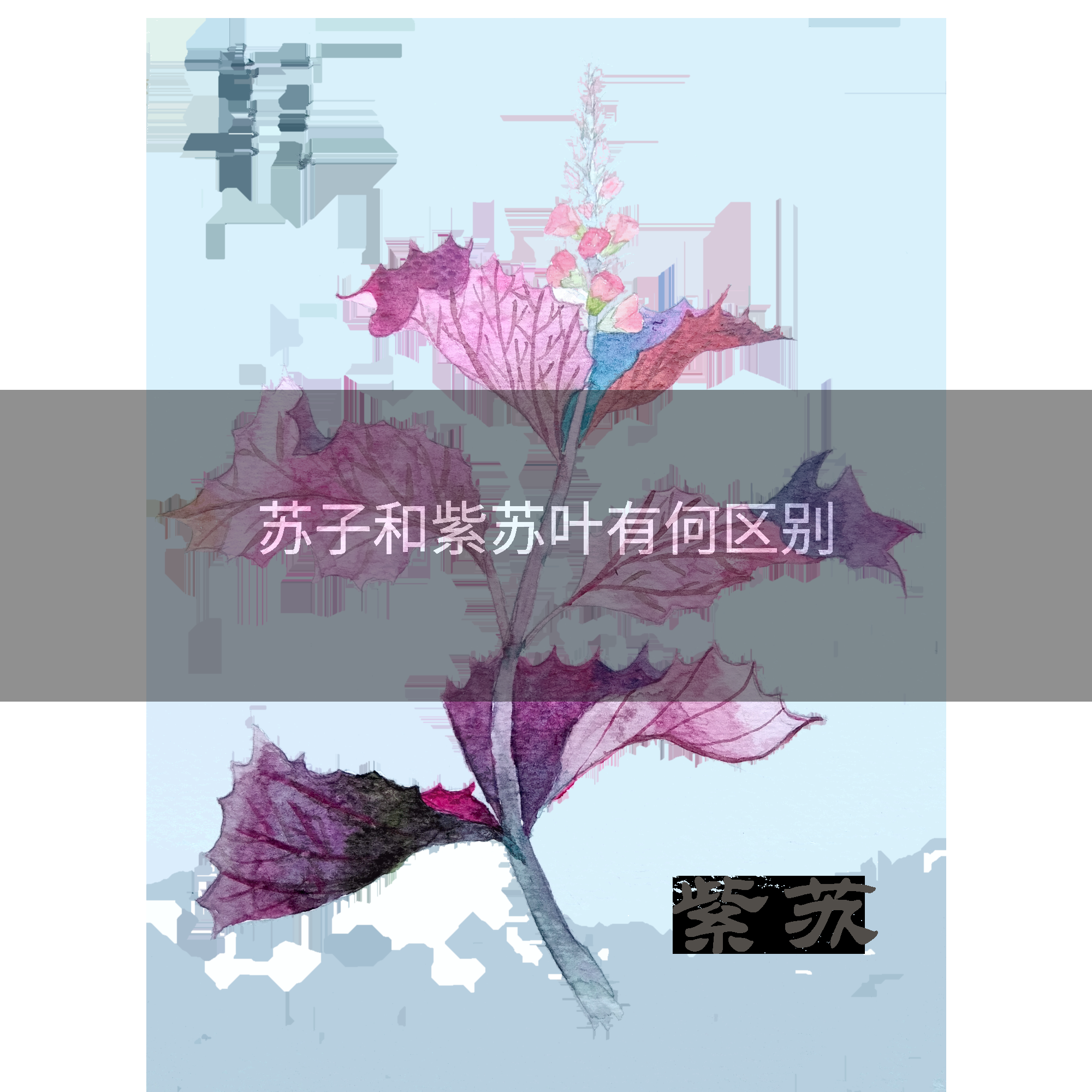 苏子和紫苏叶有何区别