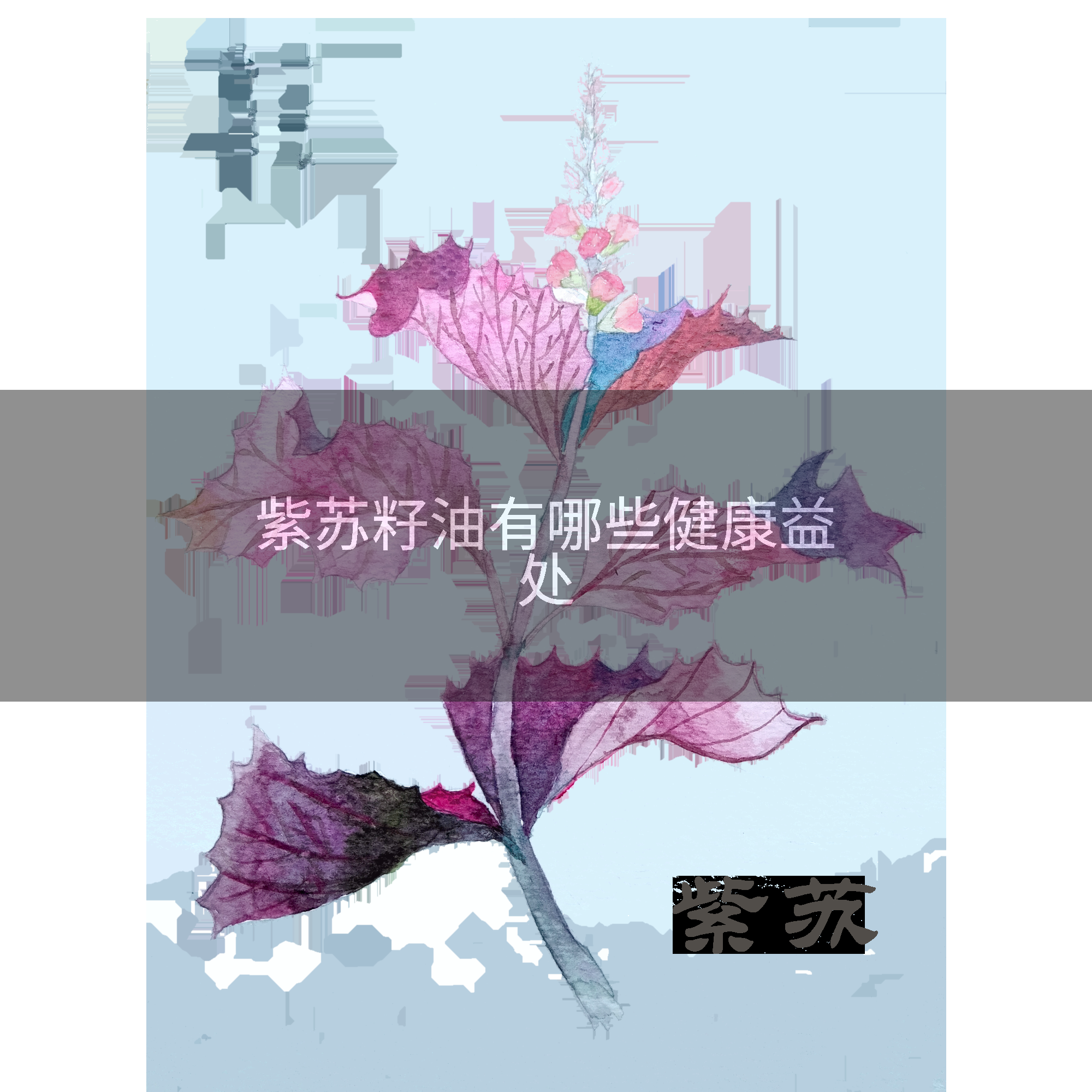 紫苏籽油有哪些健康益处