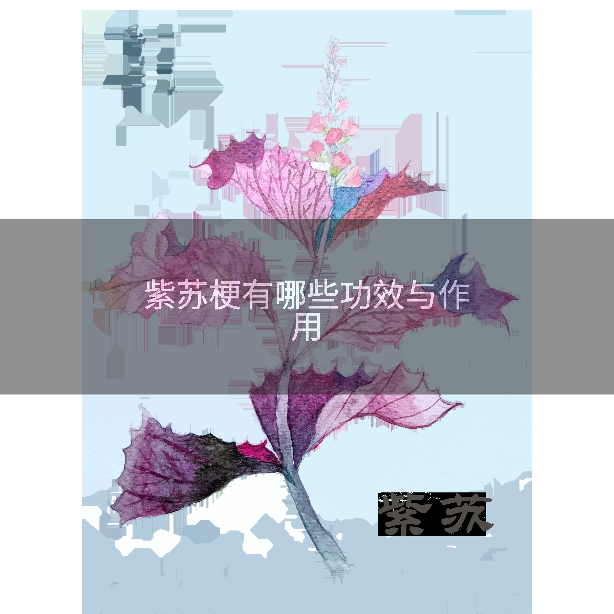 紫苏梗有哪些功效与作用