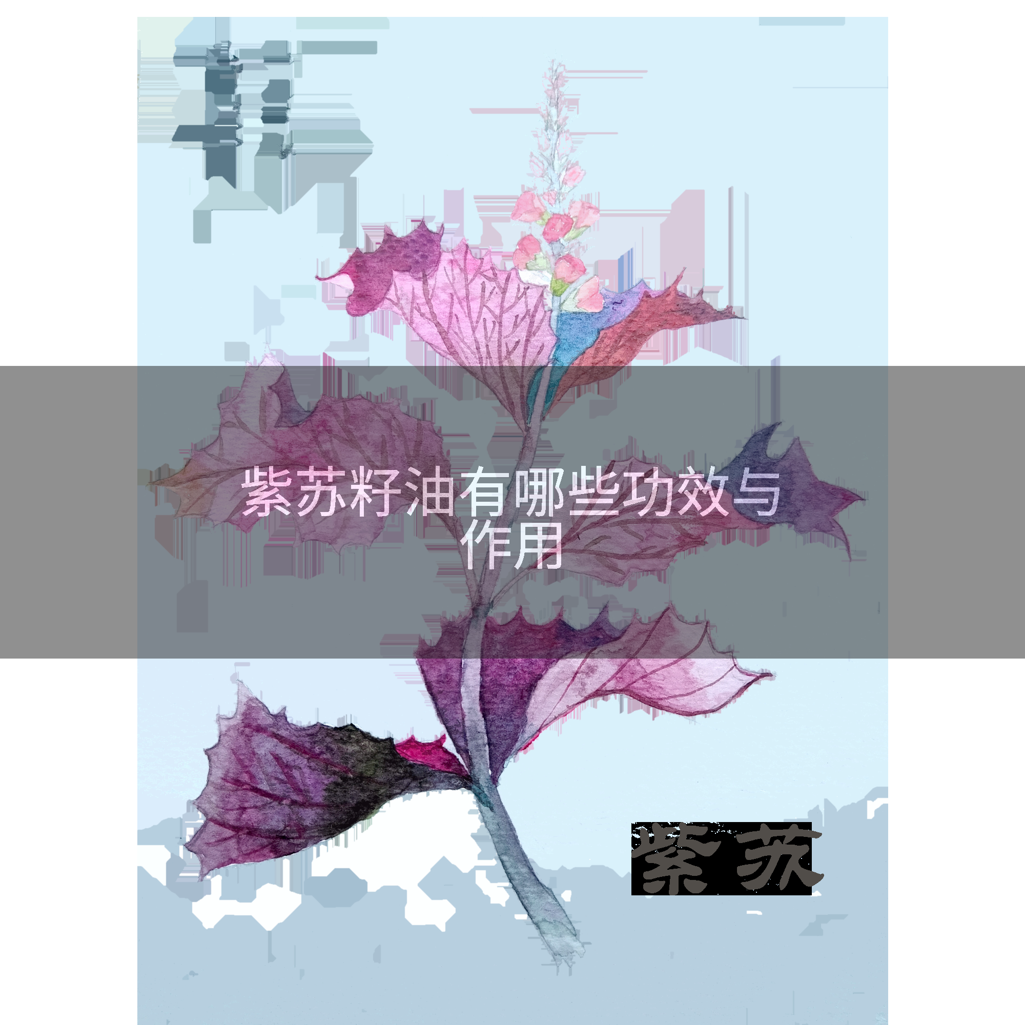 紫苏籽油有哪些功效与作用