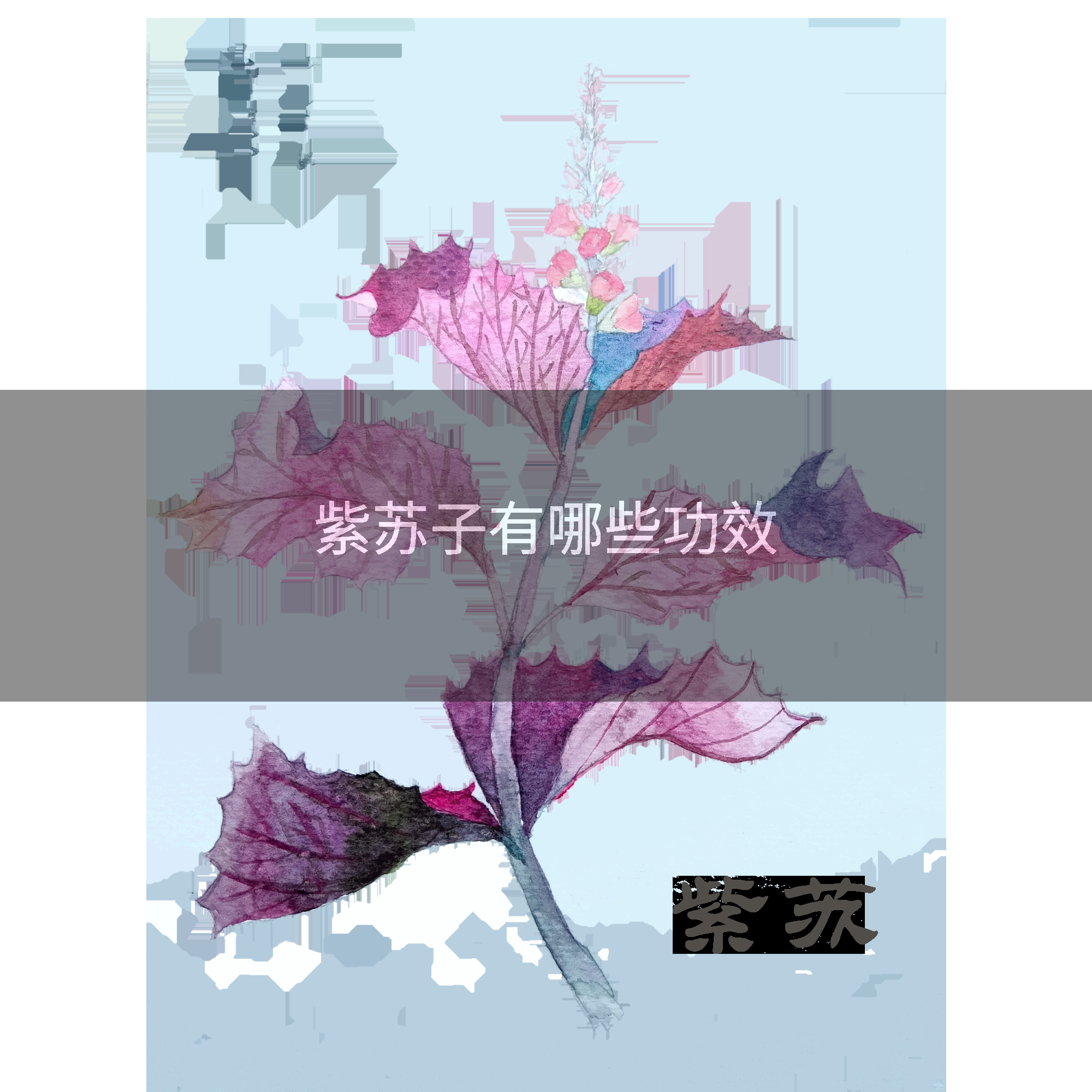紫苏子有哪些功效