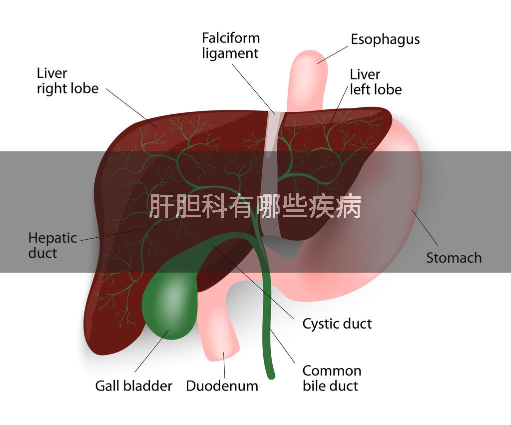 肝胆科有哪些疾病