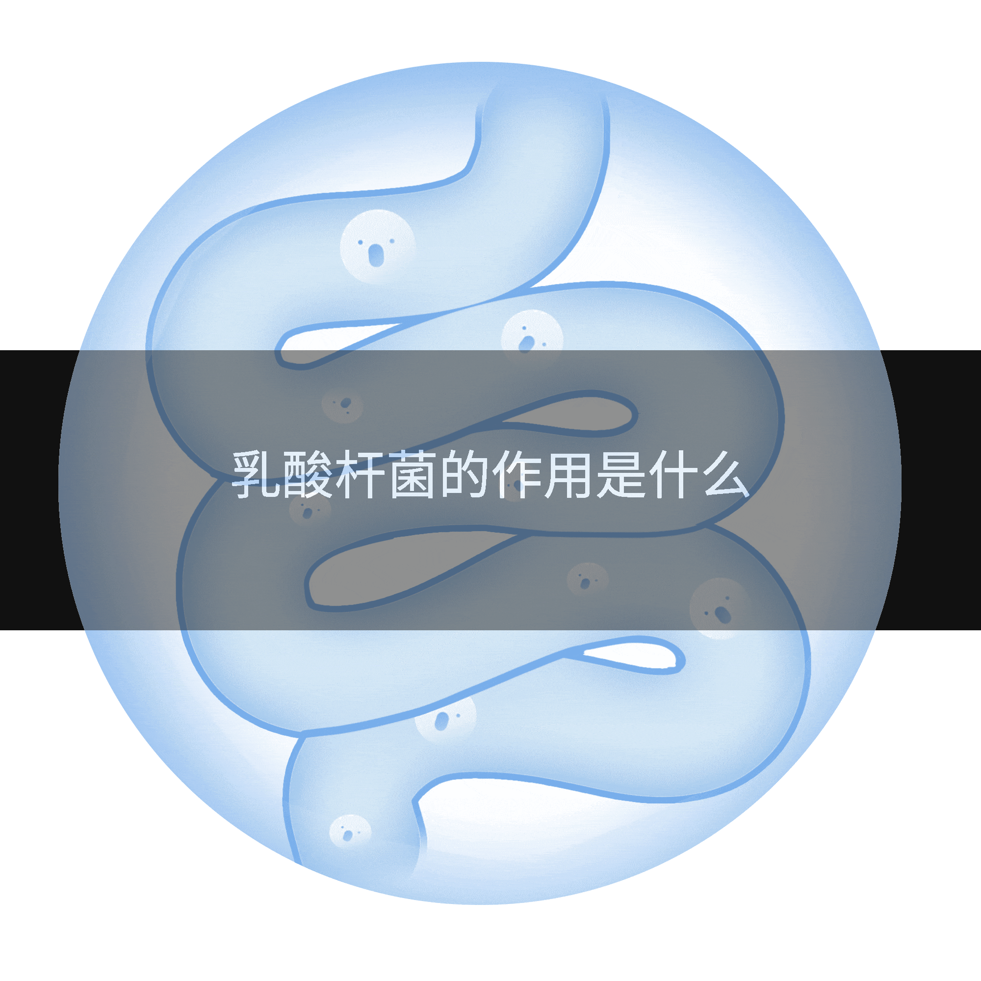 乳酸杆菌的作用是什么