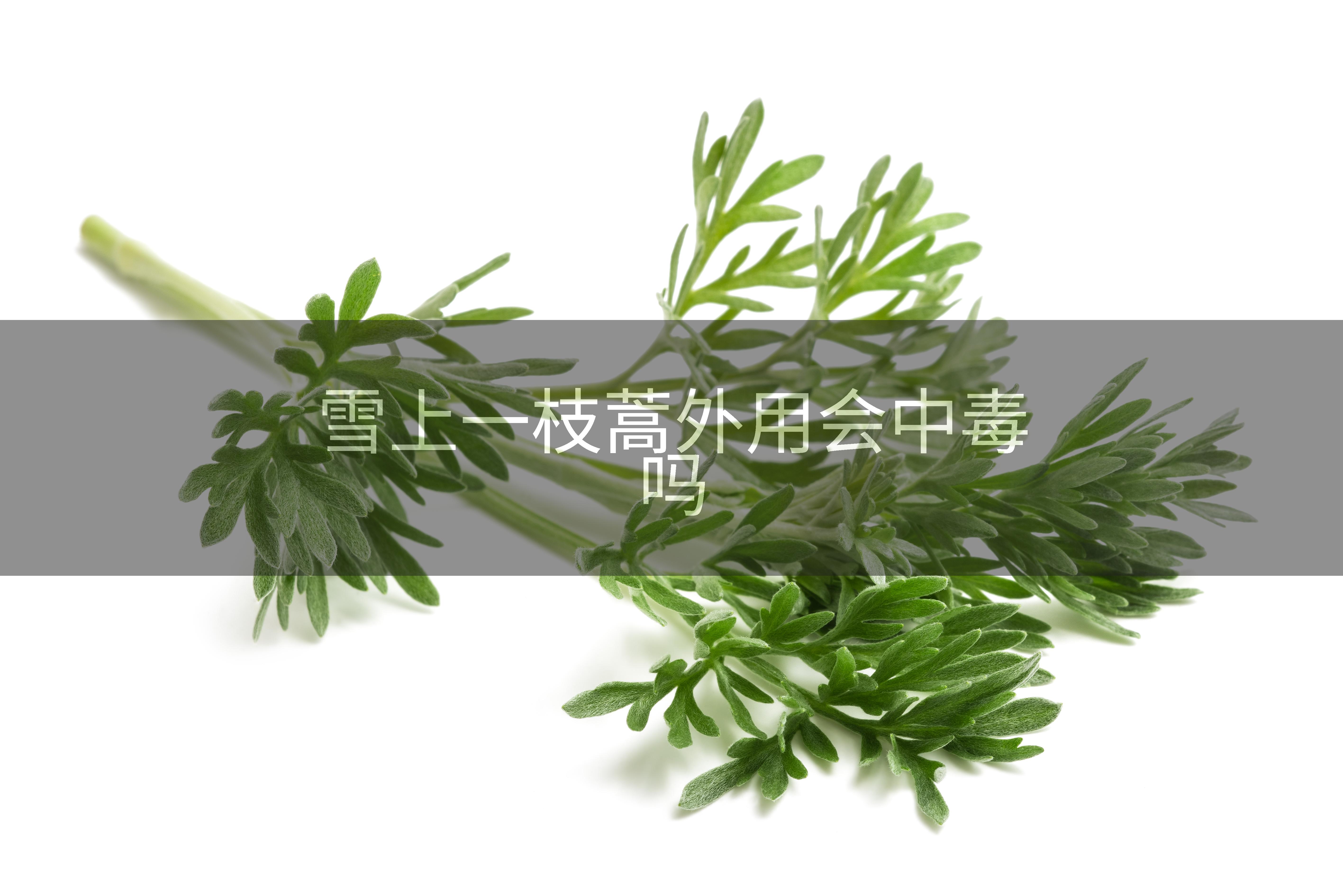雪上一枝蒿外用会中毒吗