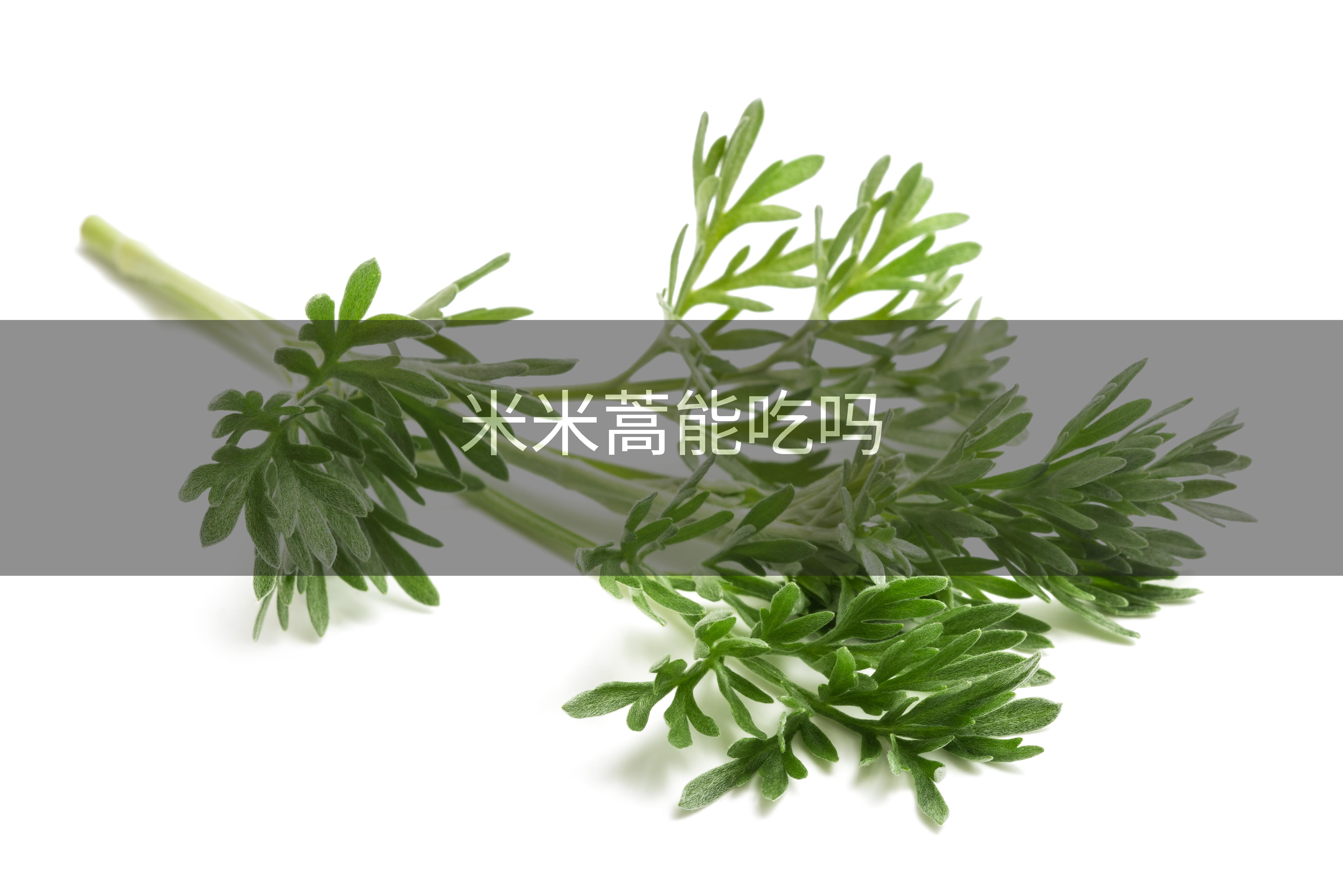 米米蒿能吃吗