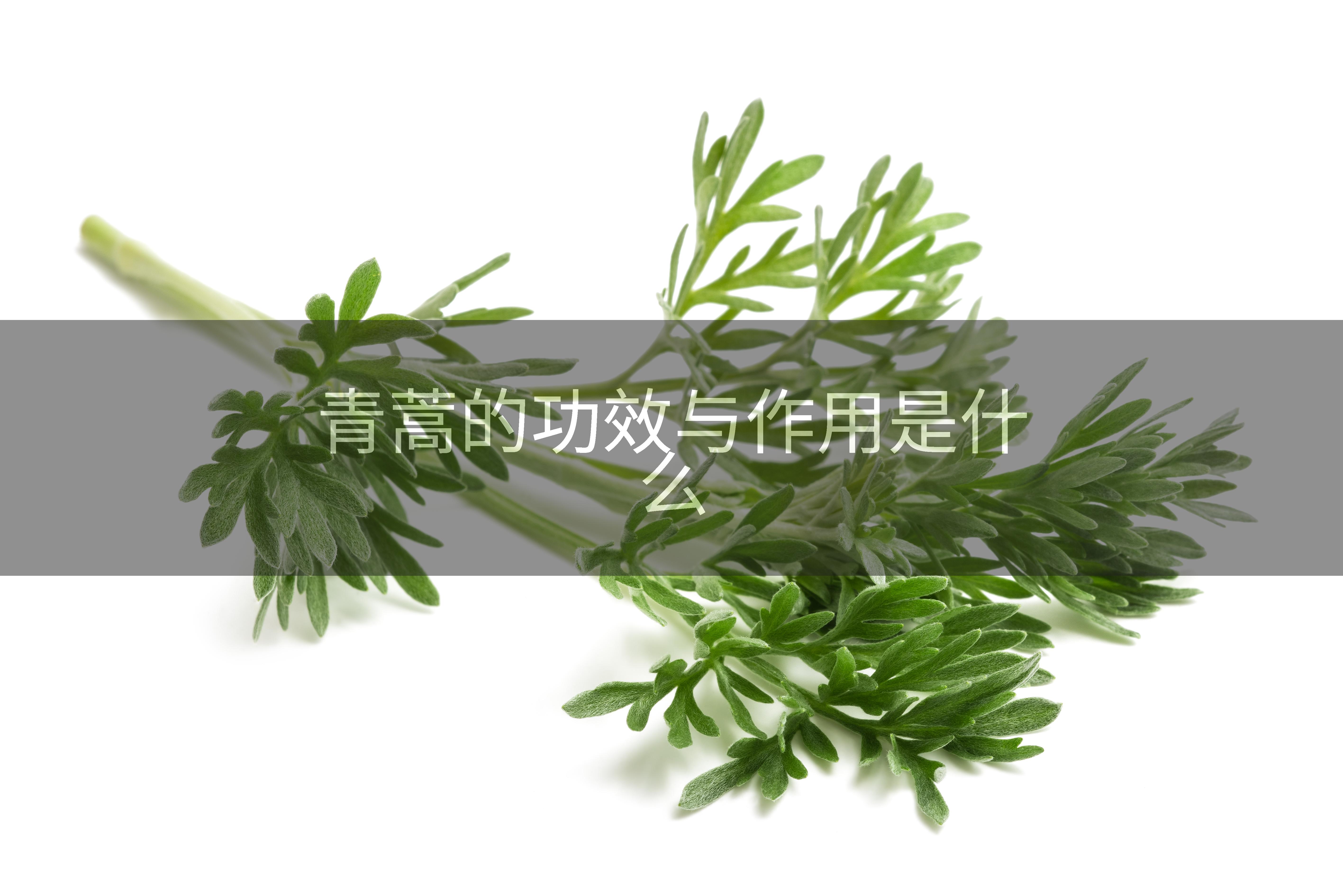 青蒿的功效与作用是什么
