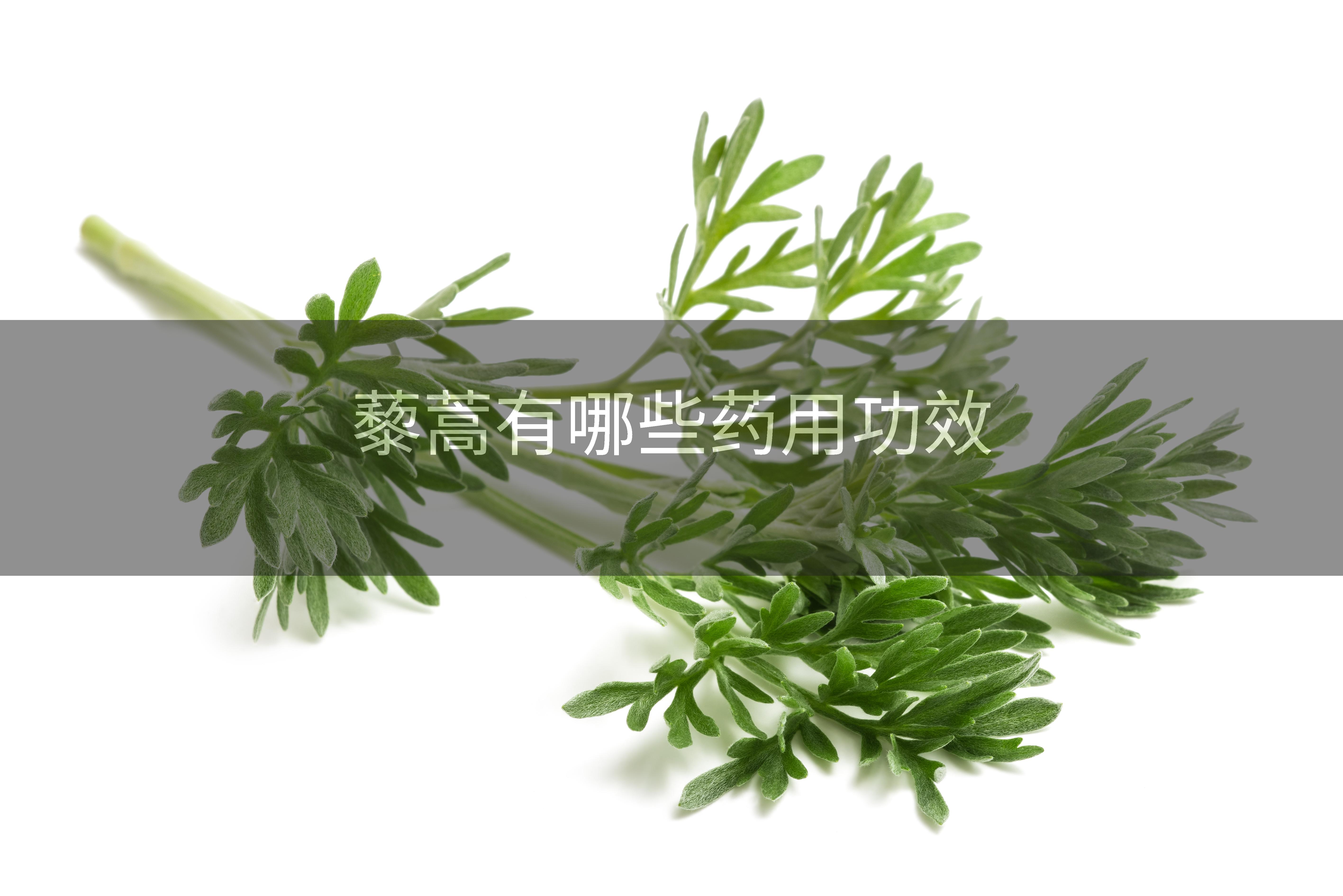藜蒿有哪些药用功效